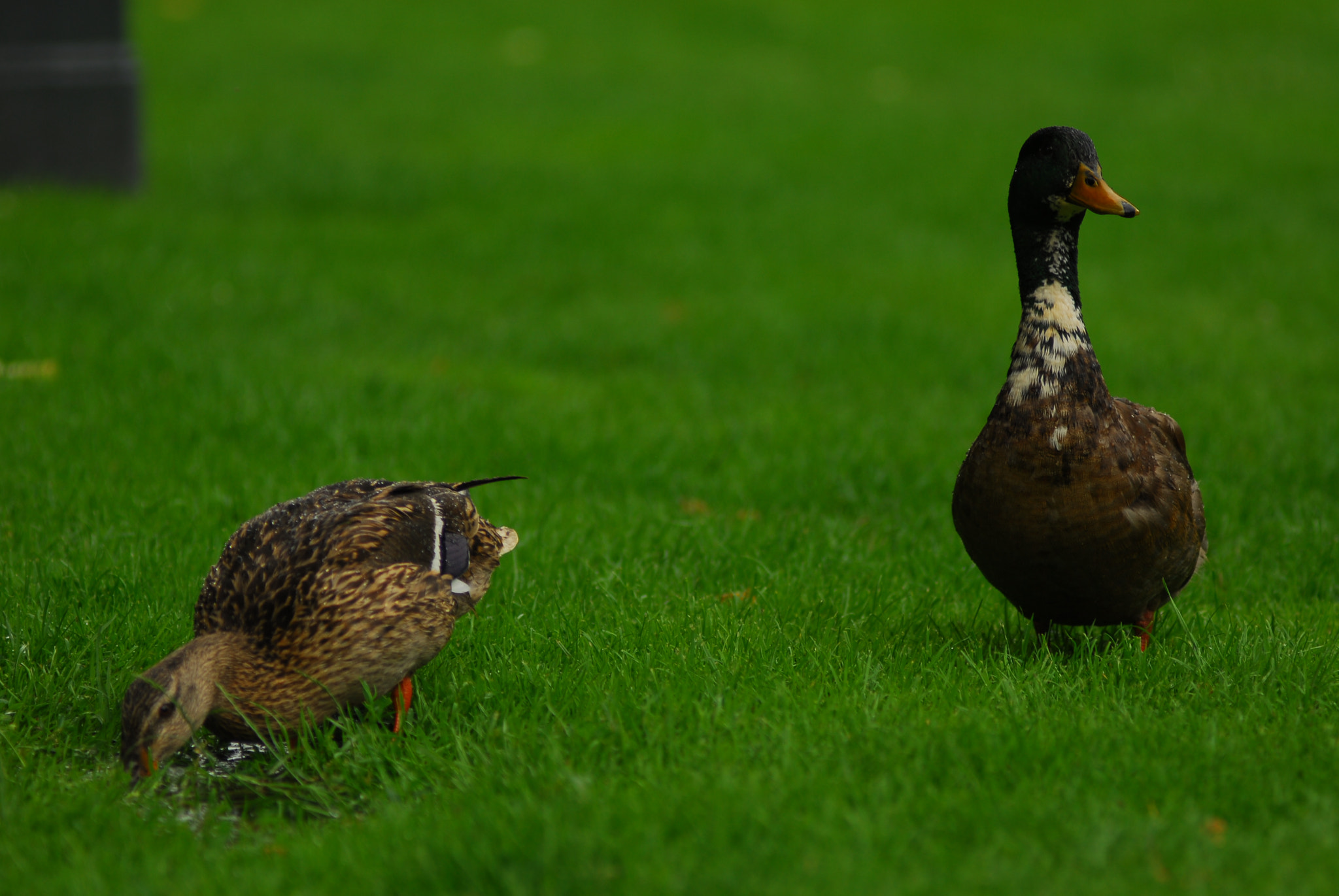 Nikon D200 + Manual Lens No CPU sample photo. Дикие утки photography