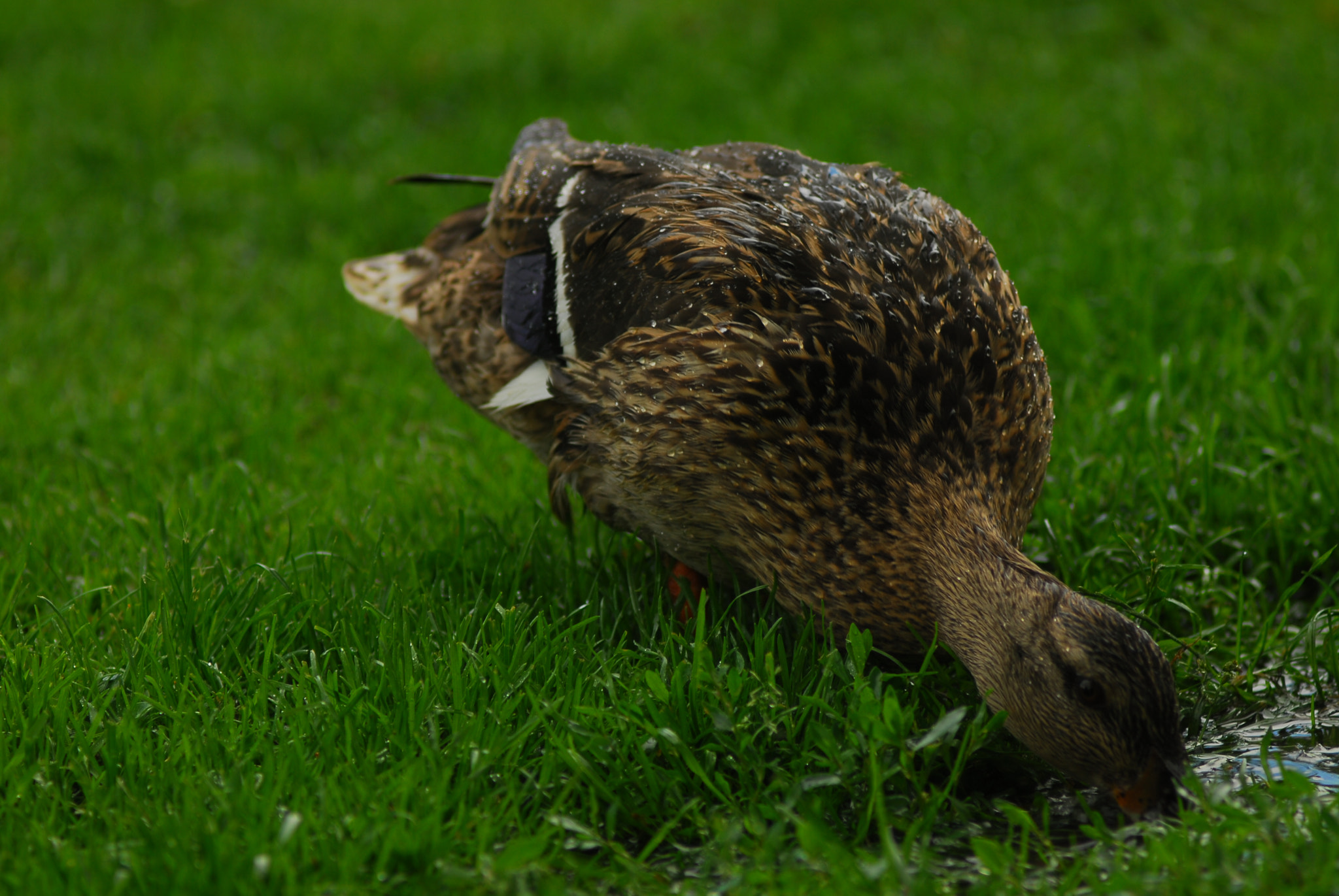 Nikon D200 + Manual Lens No CPU sample photo. Дикие утки photography