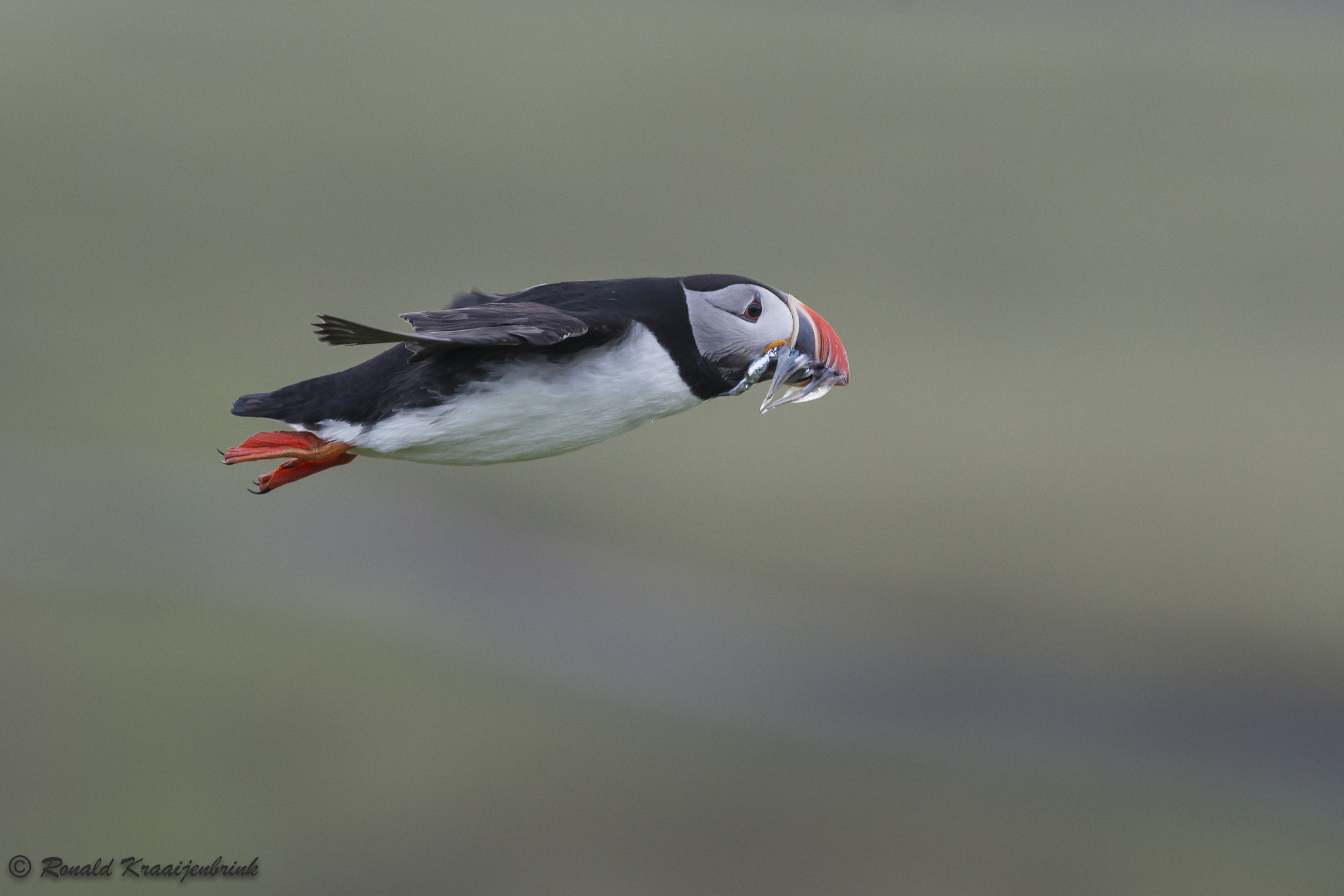 Nikon AF-S Nikkor 300mm F2.8G ED VR II sample photo. Flying puffin photography