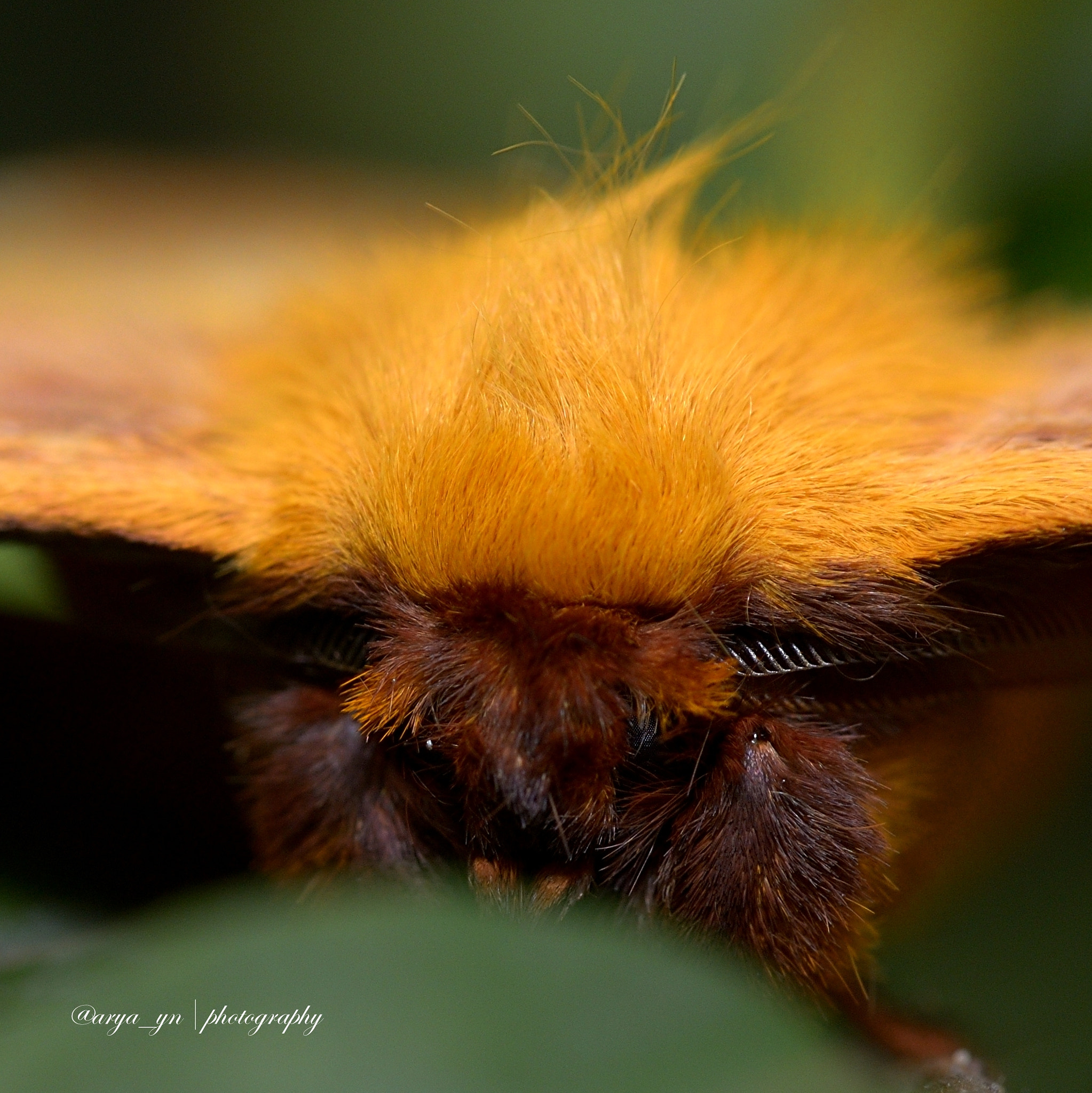 Sigma 105mm F2.8 EX DG OS HSM sample photo. Yellow female lappet moth photography
