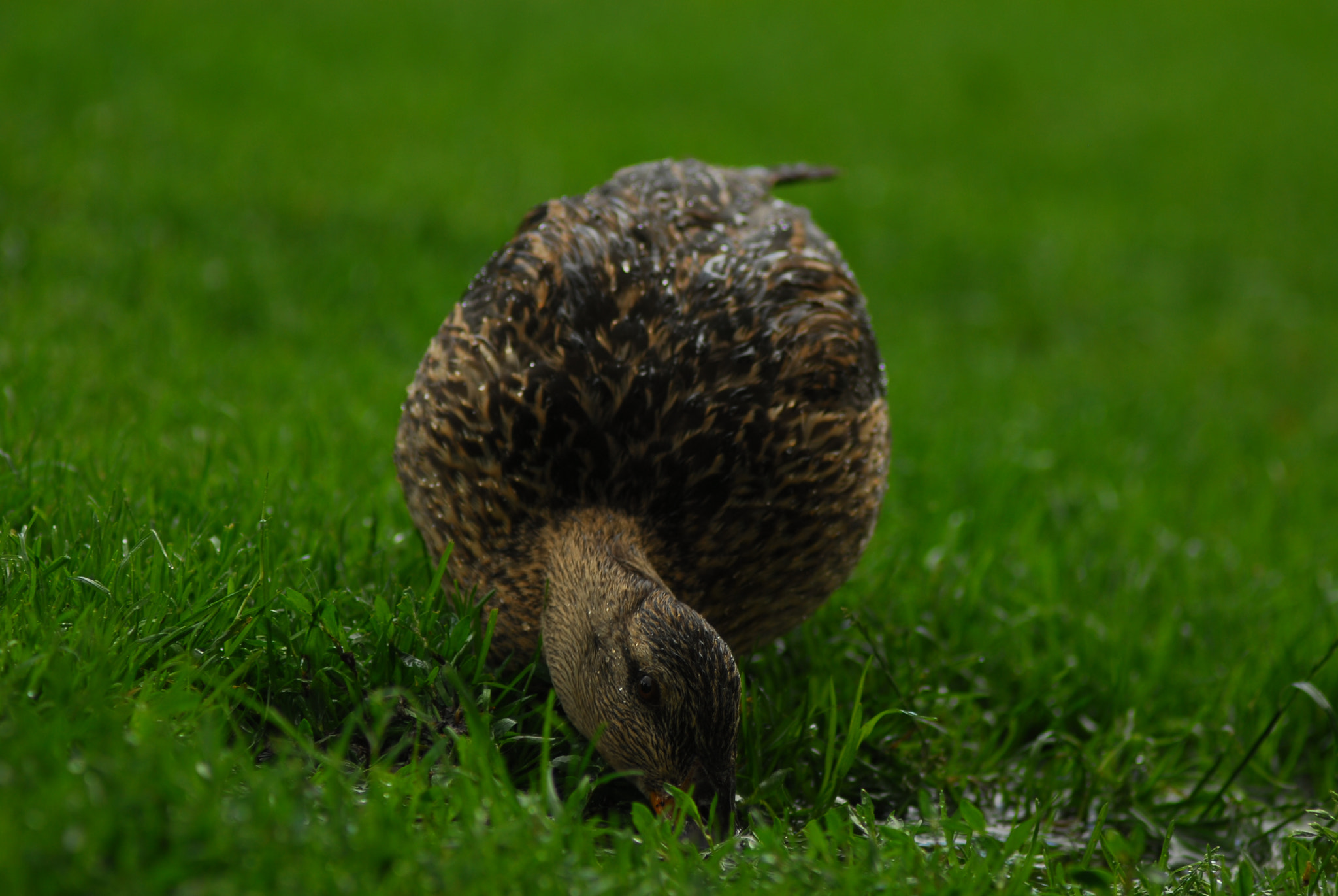 Nikon D200 + Manual Lens No CPU sample photo. Дикие утки photography