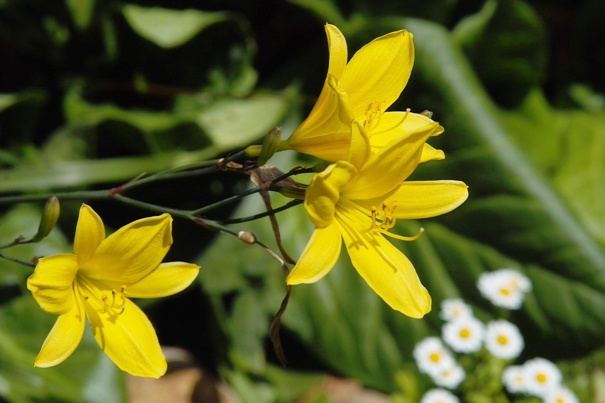 Sigma SD14 sample photo. Lily photography