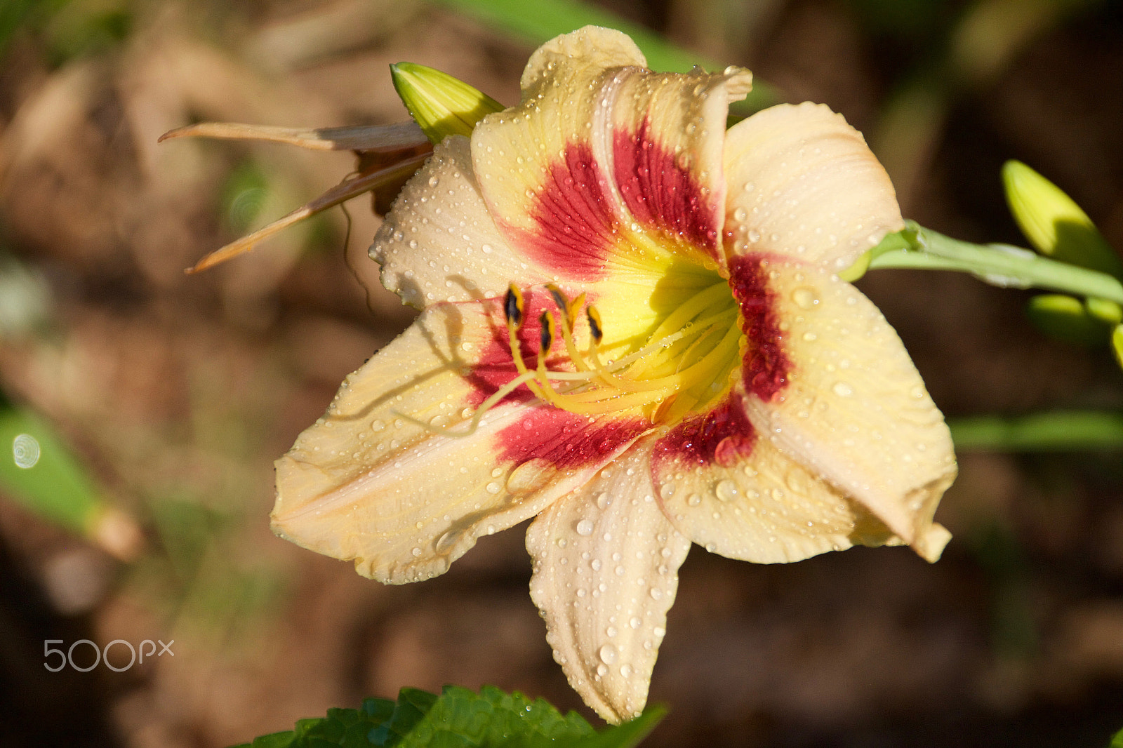 Canon EOS 550D (EOS Rebel T2i / EOS Kiss X4) sample photo. Day lily photography