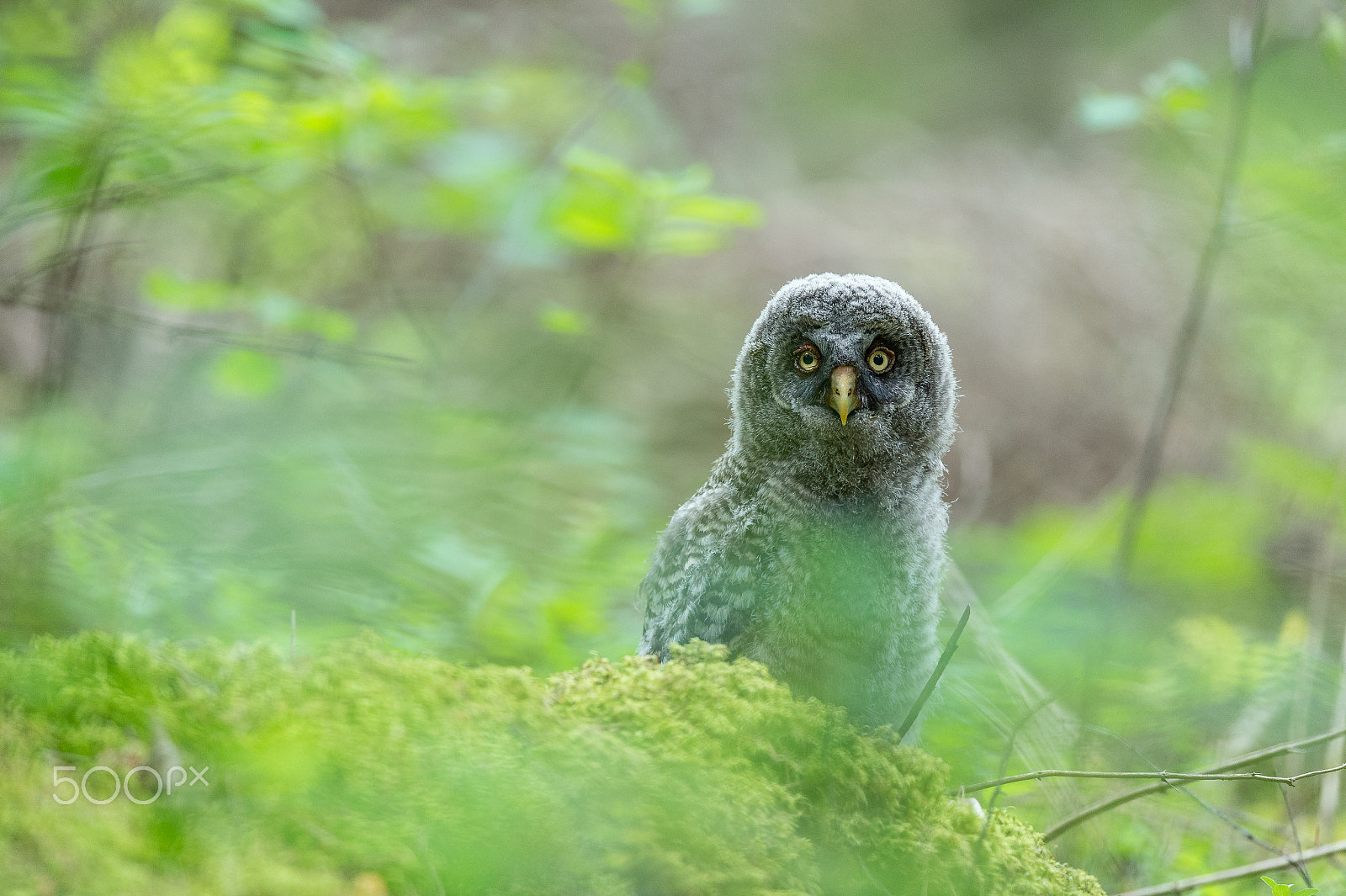 Nikon AF-S Nikkor 600mm F4E FL ED VR sample photo. Great grey owl photography