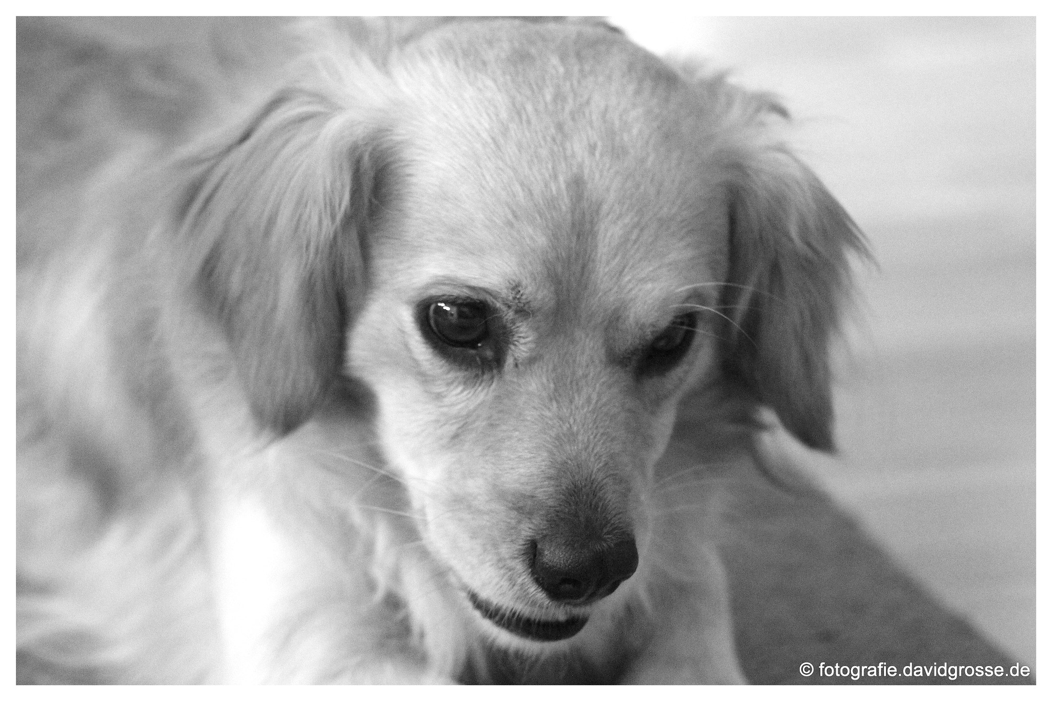 Canon 70-300mm sample photo. The dog jacky one photography