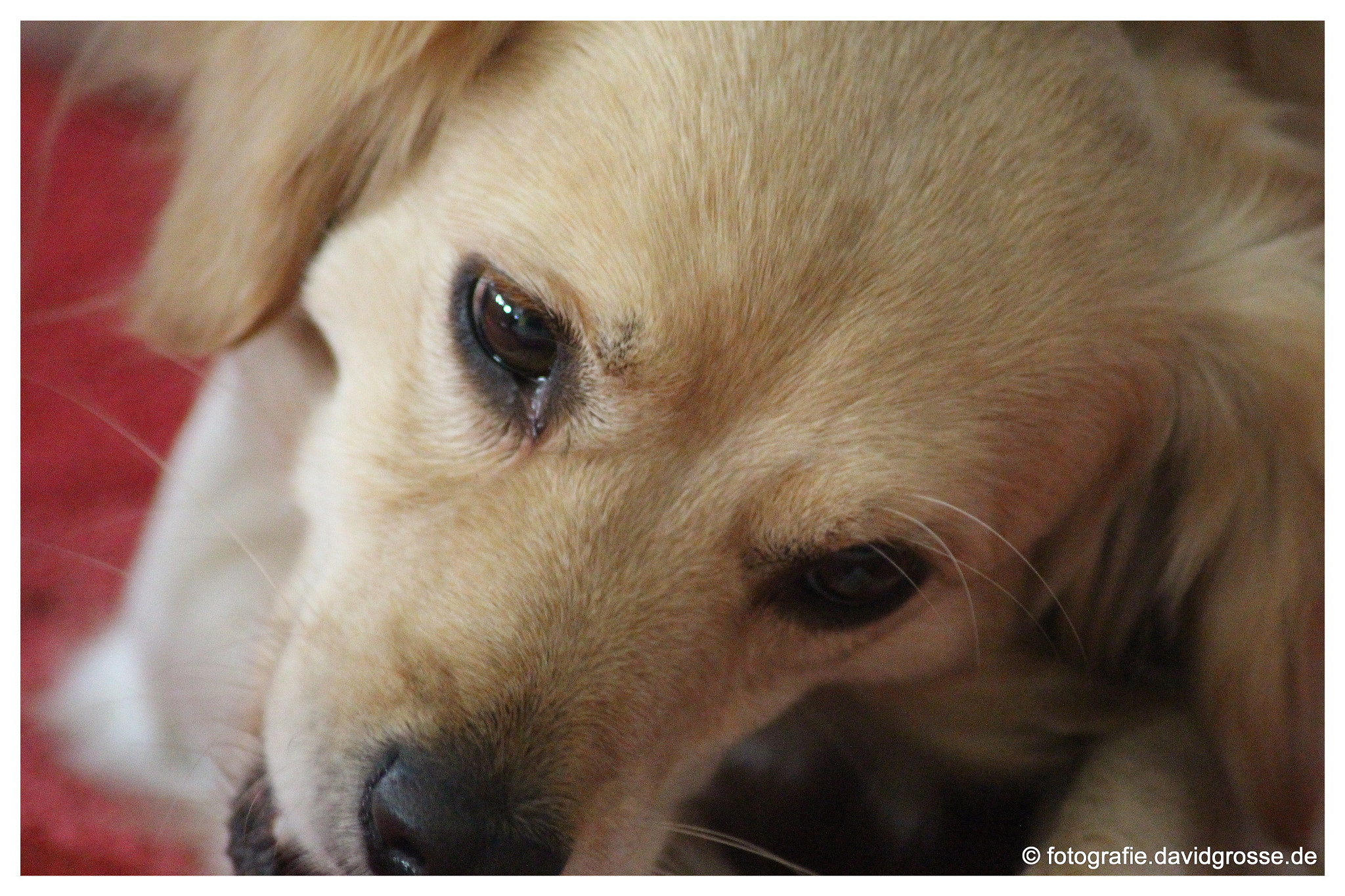 Canon EOS 700D (EOS Rebel T5i / EOS Kiss X7i) + Canon 70-300mm sample photo. The dog jacky two photography