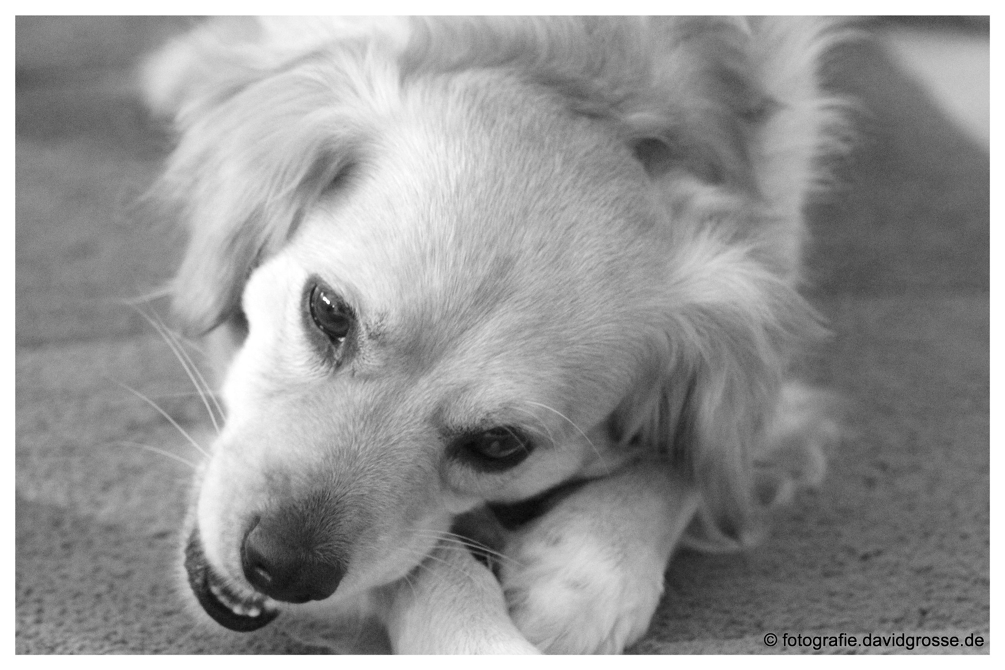 Canon EOS 700D (EOS Rebel T5i / EOS Kiss X7i) + Canon 70-300mm sample photo. The dog jacky three photography