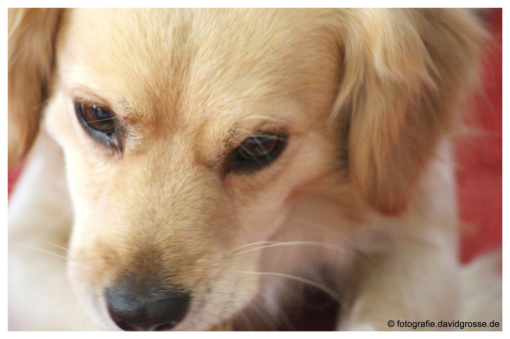 Canon EOS 700D (EOS Rebel T5i / EOS Kiss X7i) + Canon 70-300mm sample photo. The dog jacky four photography