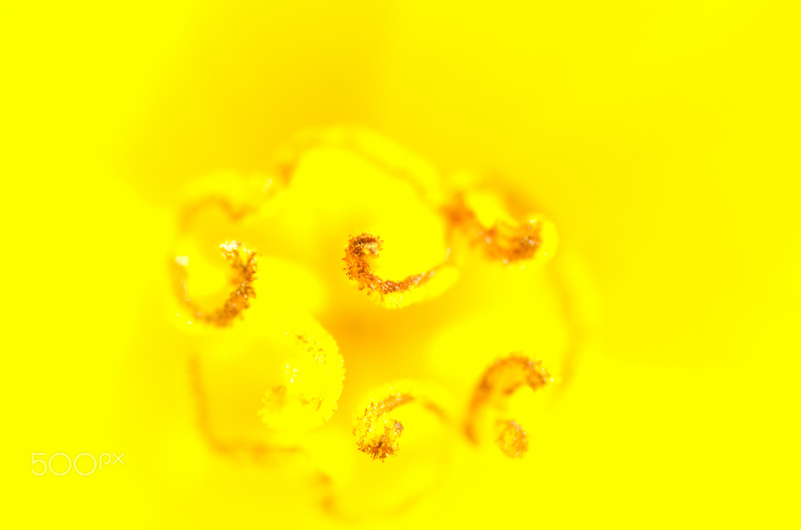 Nikon D7000 + Tamron SP 90mm F2.8 Di VC USD 1:1 Macro sample photo. Yellow begonia photography