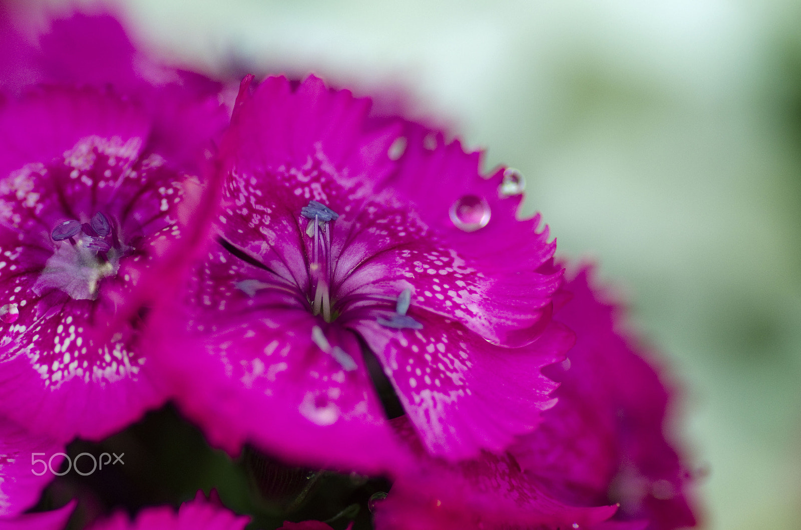 Nikon D7000 + Tamron SP 90mm F2.8 Di VC USD 1:1 Macro sample photo. Pink droplets photography