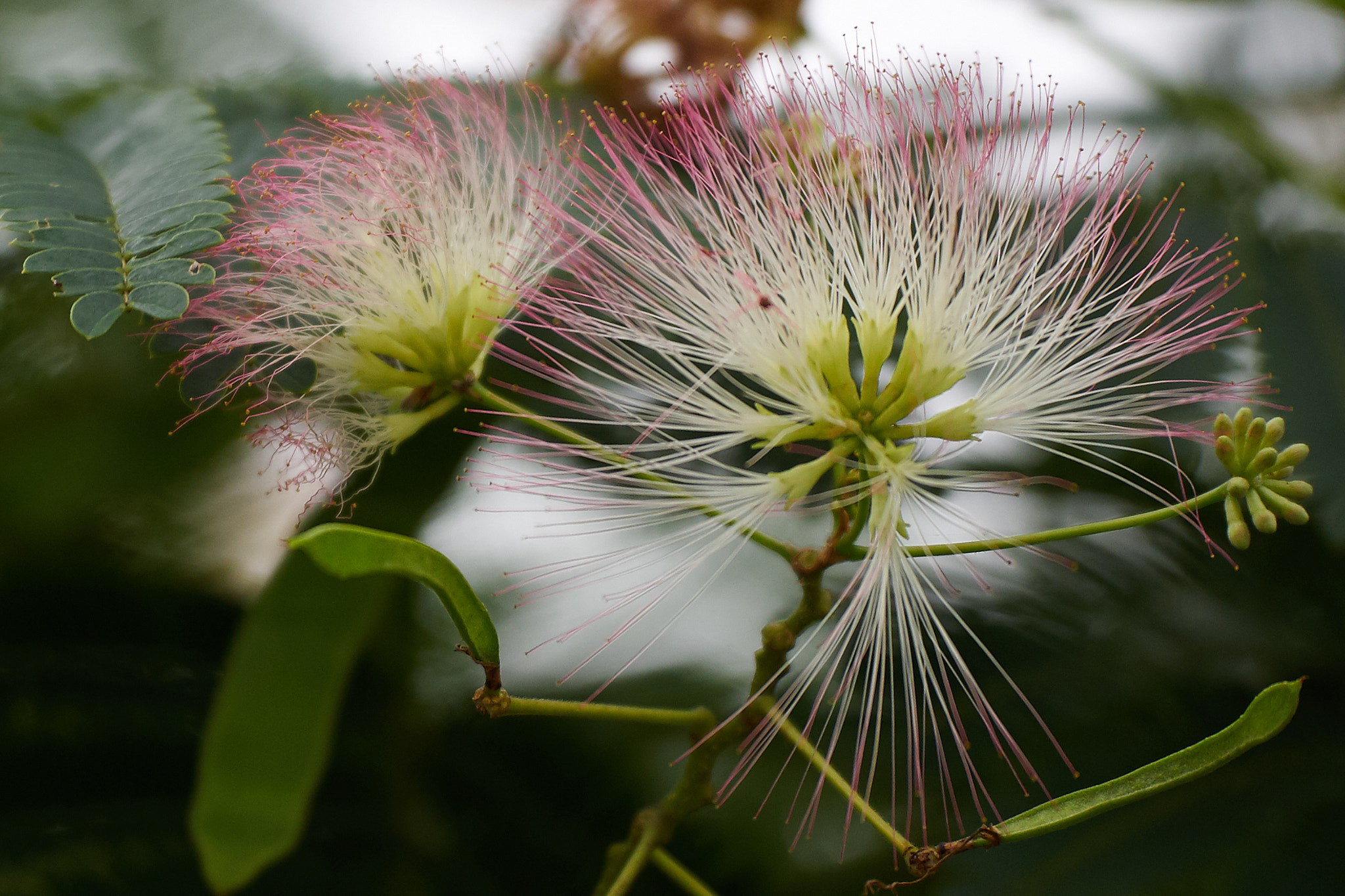 Panasonic Lumix G X Vario 35-100mm F2.8 OIS sample photo. Wind photography