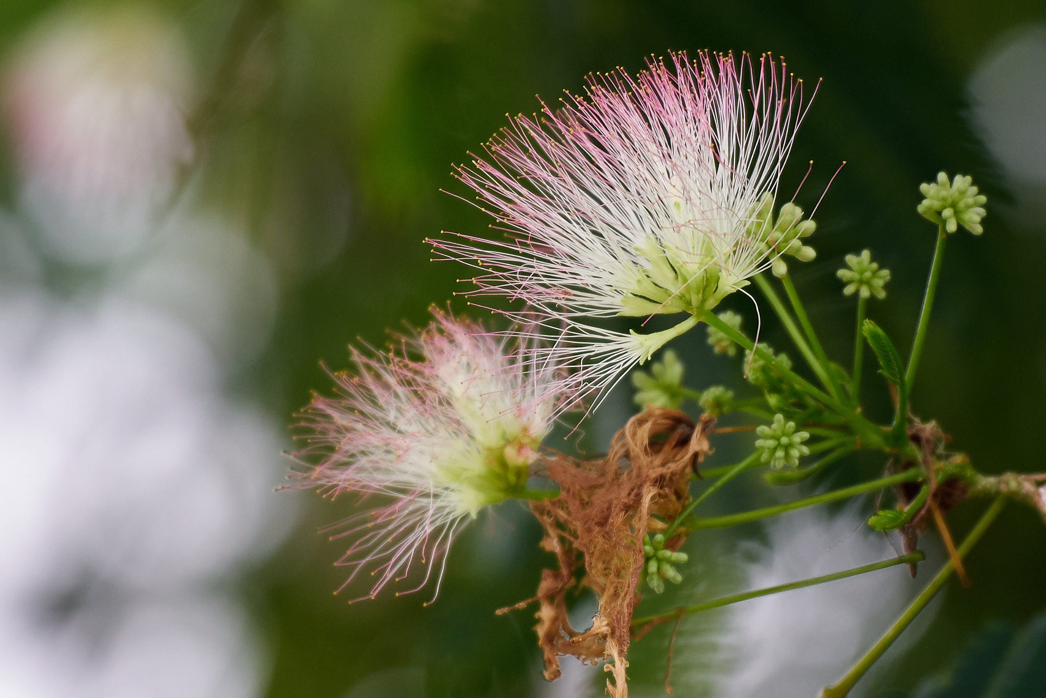 Panasonic Lumix G X Vario 35-100mm F2.8 OIS sample photo. Wind photography