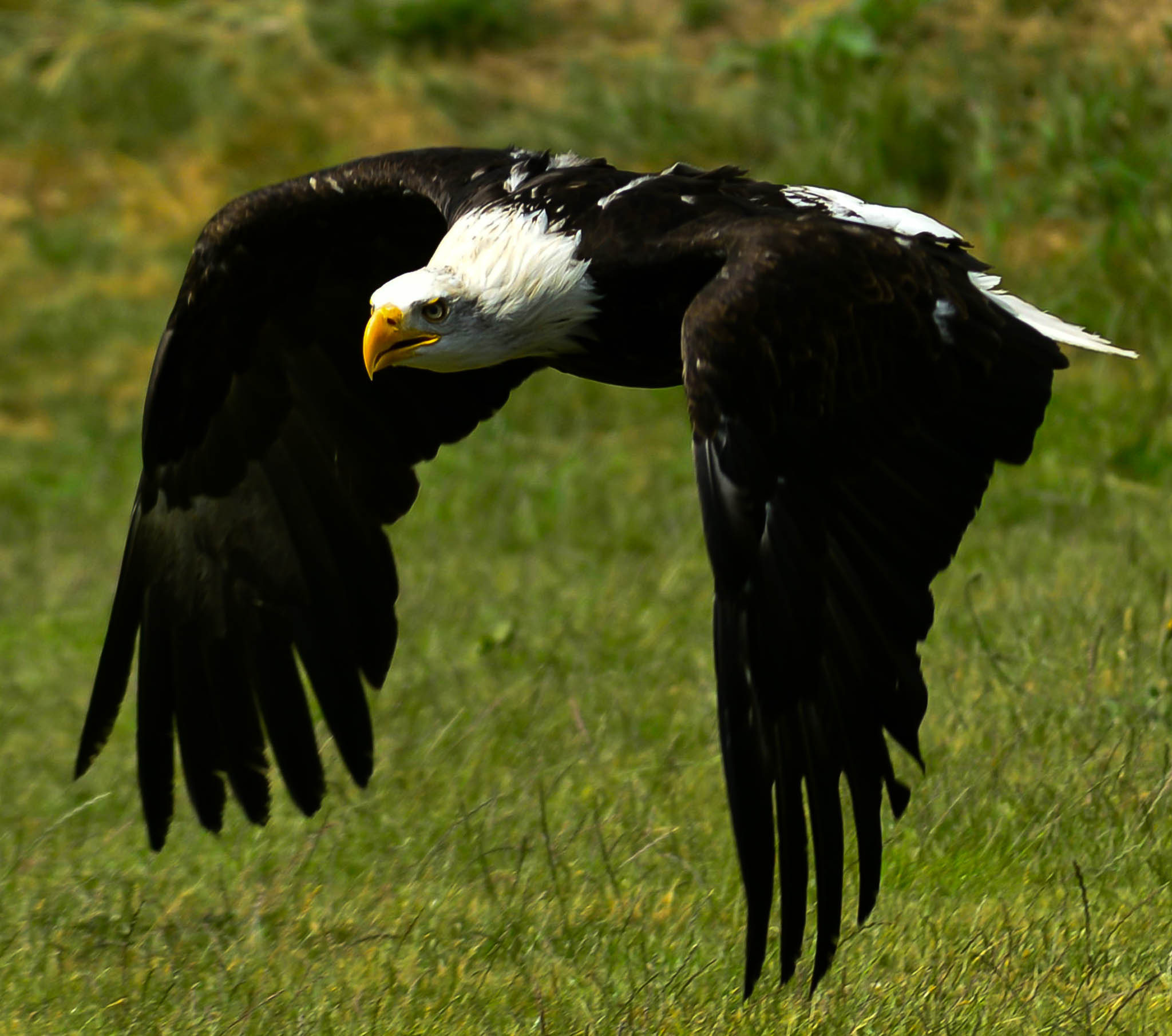 Nikon D3200 + Sigma 70-200mm F2.8 EX DG OS HSM sample photo. Flying eagle photography