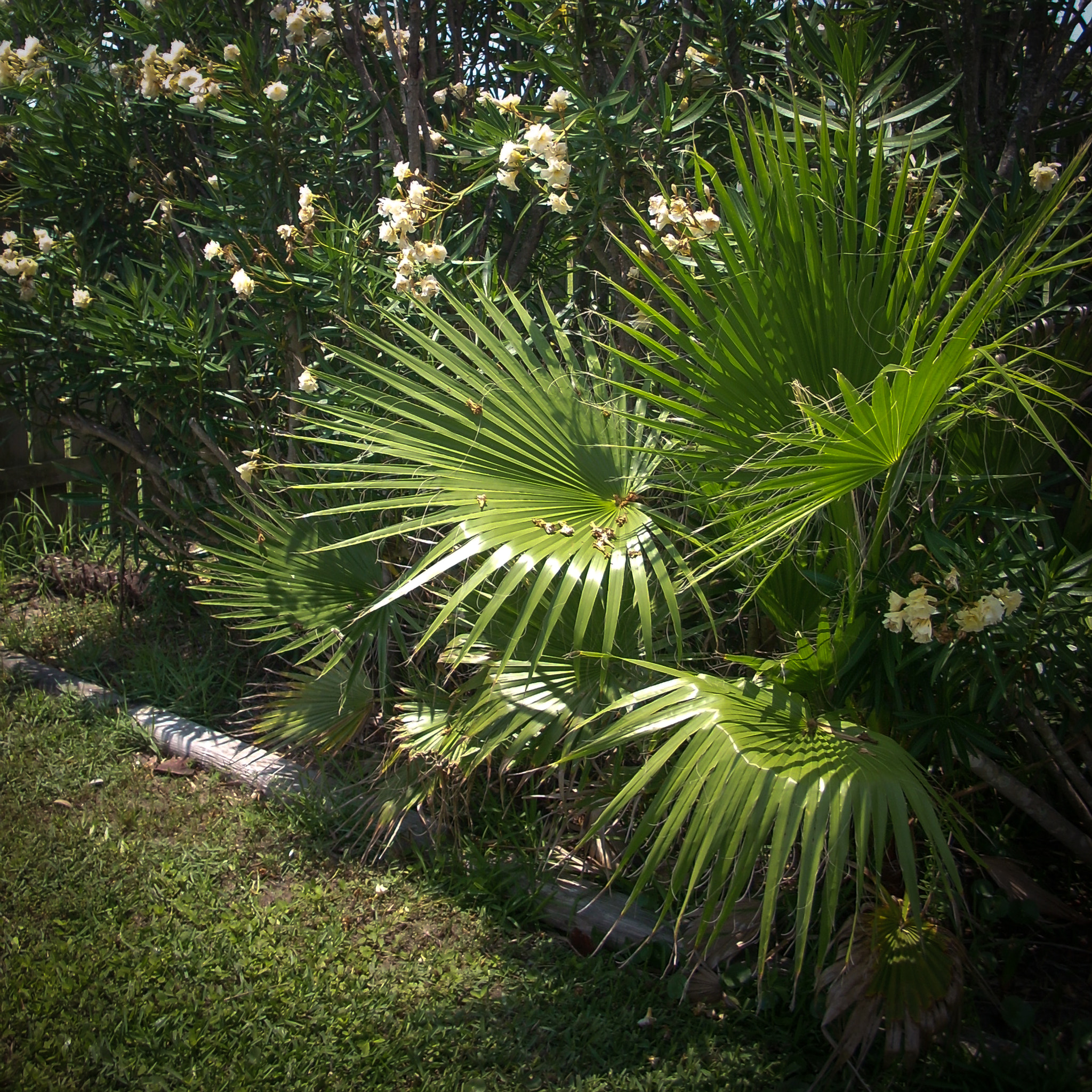 Nikon COOLPIX L11 sample photo. Baby palms photography