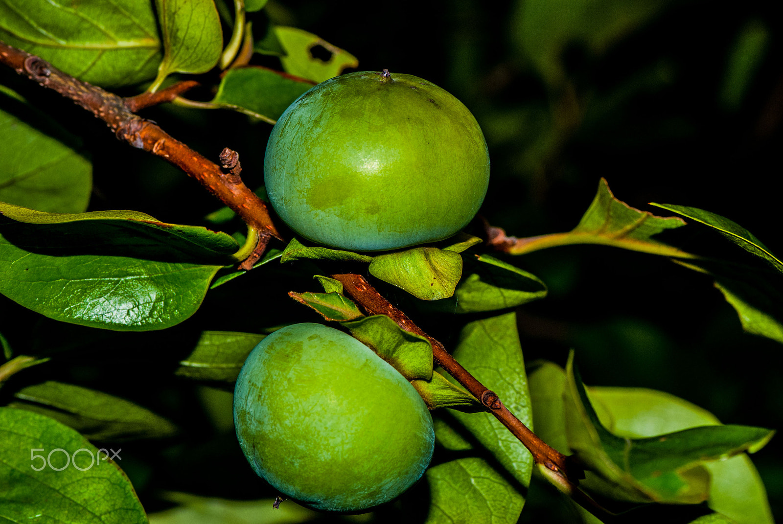 Nikon D200 sample photo. Persimmon, upward downward photography