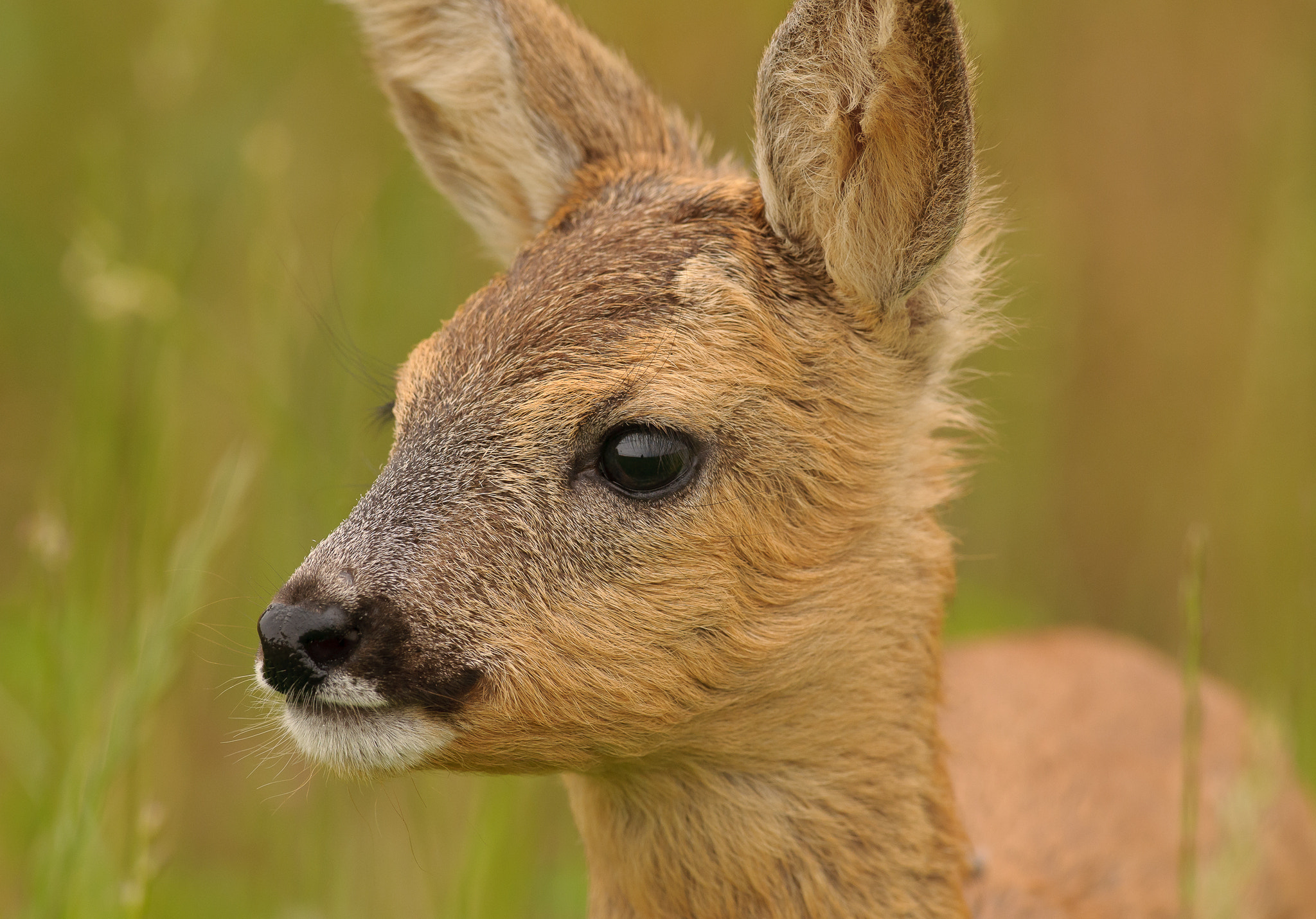 Nikon AF-S Nikkor 300mm F2.8G ED VR II sample photo. A beautiful roe fawn photography