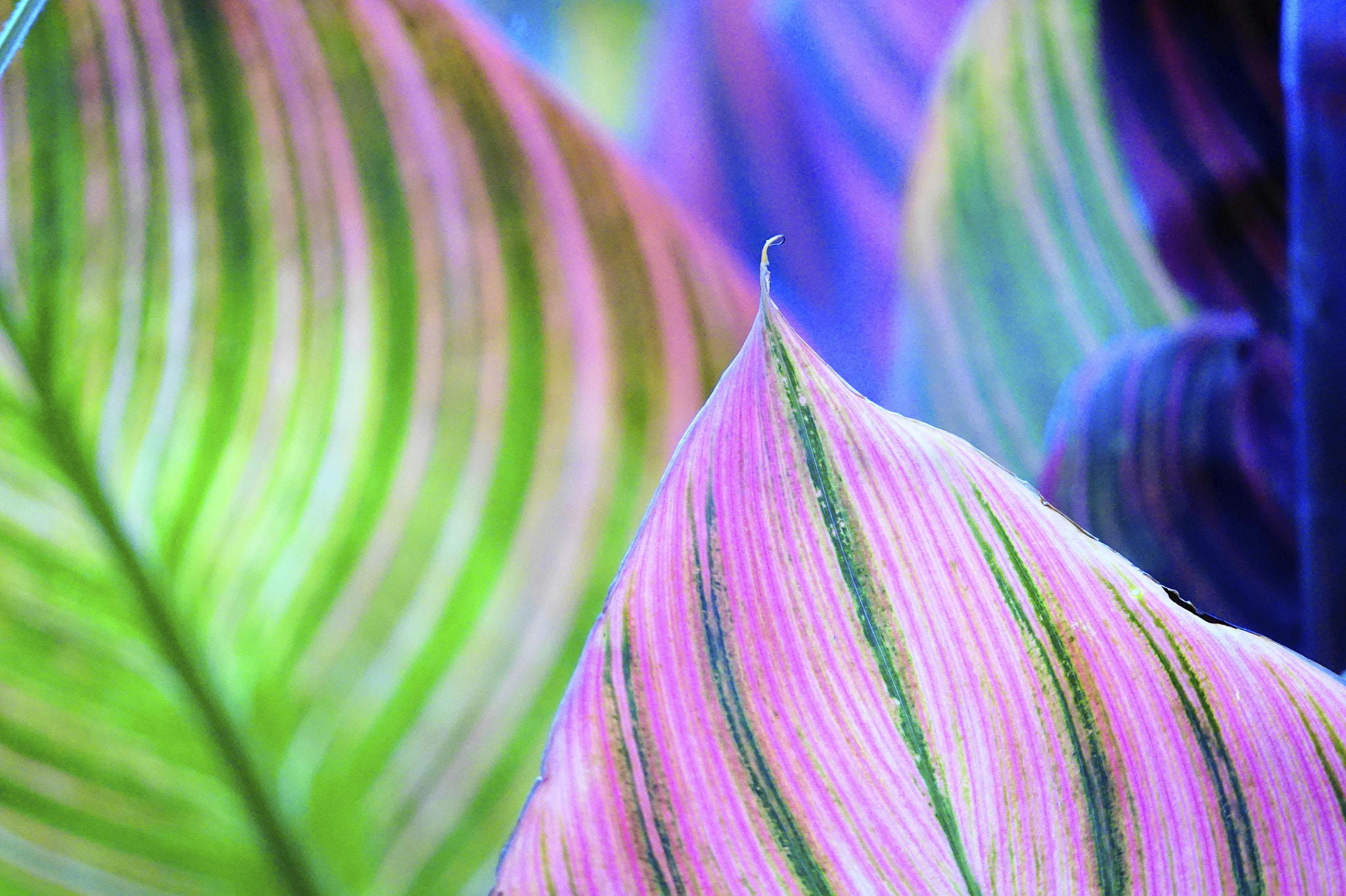 Sony E 55-210mm F4.5-6.3 OSS sample photo. 葉っぱ。 photography