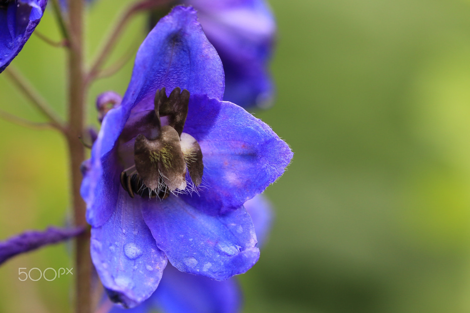 Tamron SP AF 60mm F2 Di II LD IF Macro sample photo. Bellflower photography
