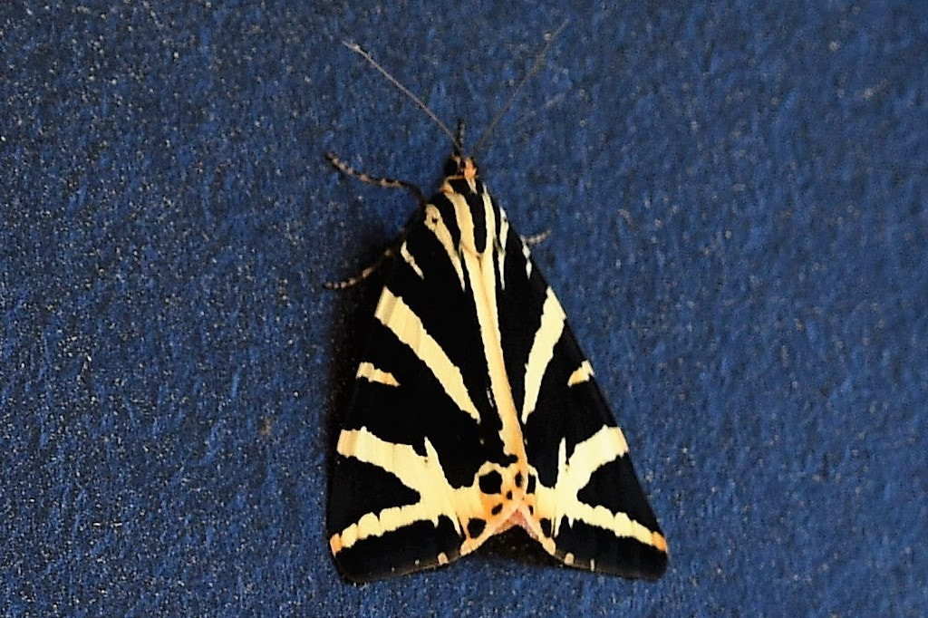 Nikon AF-S Nikkor 200-500mm F5.6E ED VR sample photo. Papillon de nuit (écaille chinée) photography