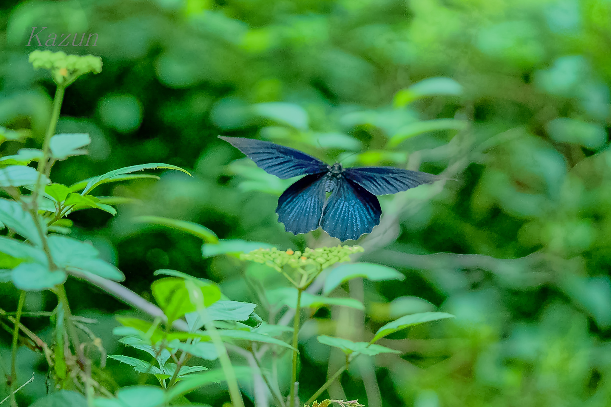 Sony a7S II + Sony FE 90mm F2.8 Macro G OSS sample photo. ＦＬＹＩＮＧ！ photography