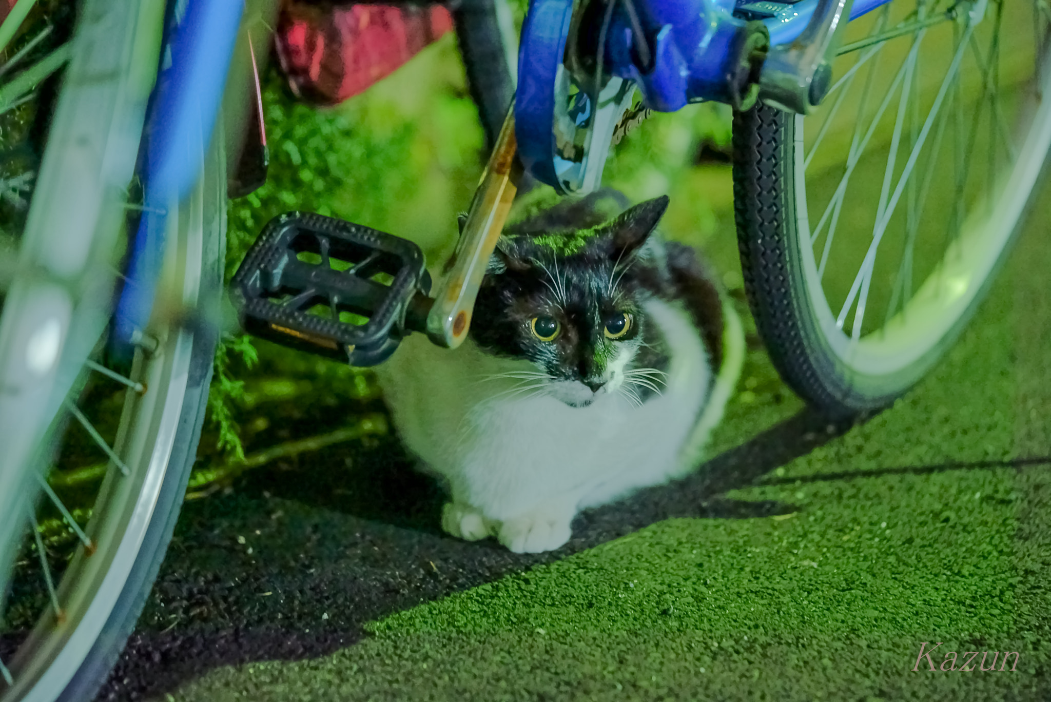 Sony a7S II + Sony FE 90mm F2.8 Macro G OSS sample photo. (*゜ω゜) photography