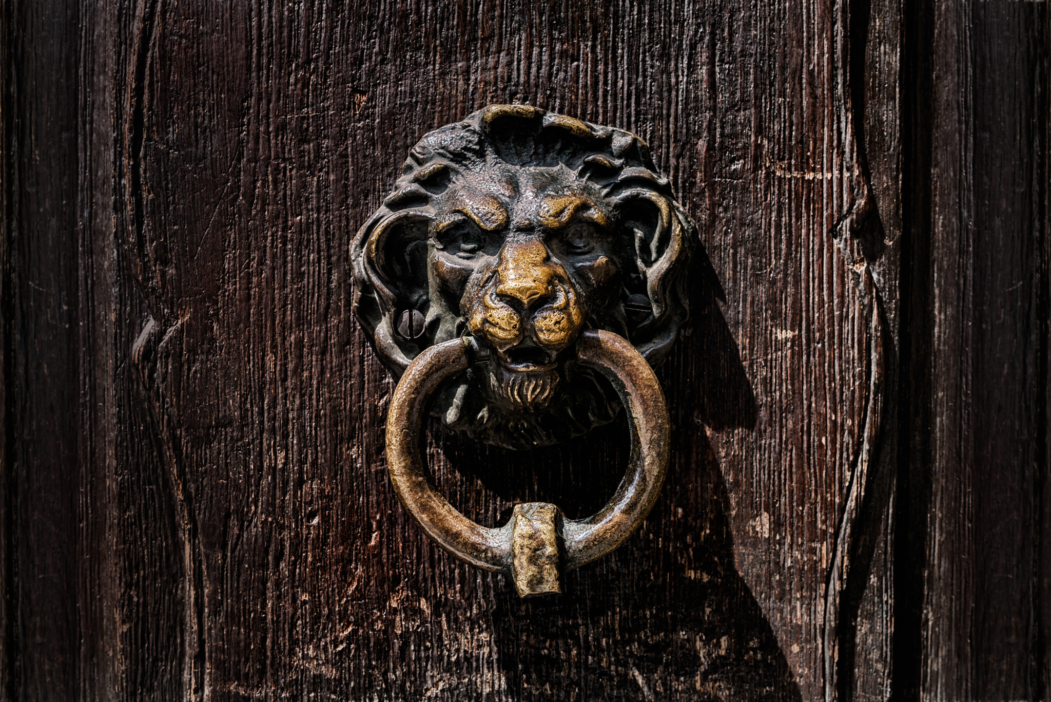 Nikon D800 + Samyang 35mm F1.4 AS UMC sample photo. The lion photography