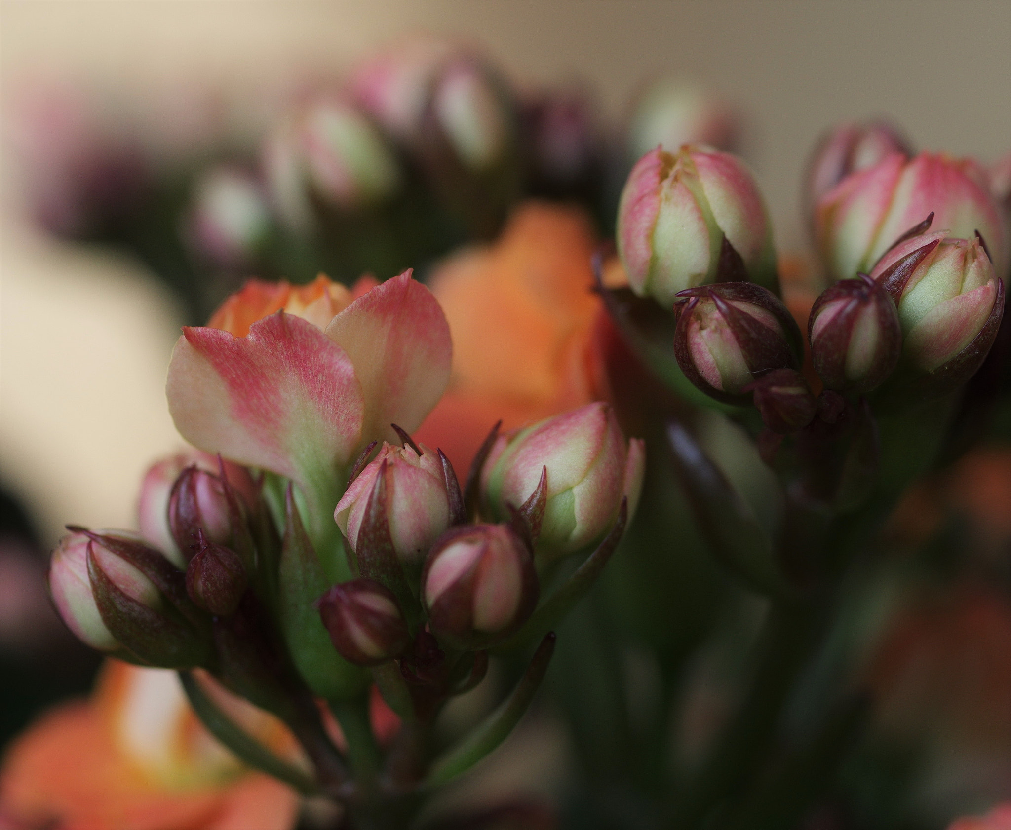 Pentax smc D-FA 50mm F2.8 Macro sample photo