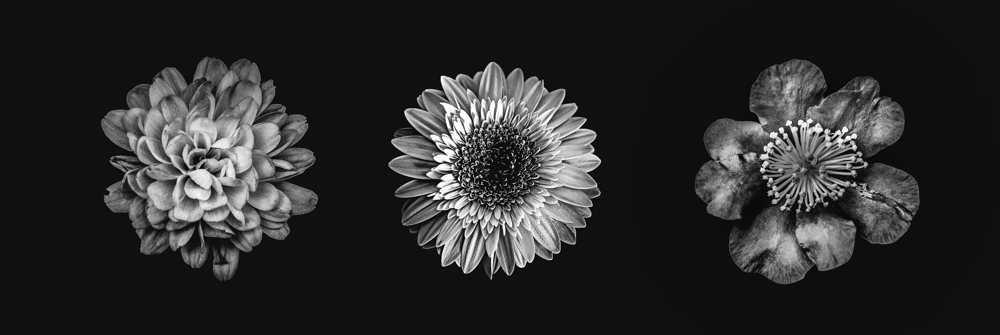 Sigma 18-250mm F3.5-6.3 DC OS HSM sample photo. Three flowers photography