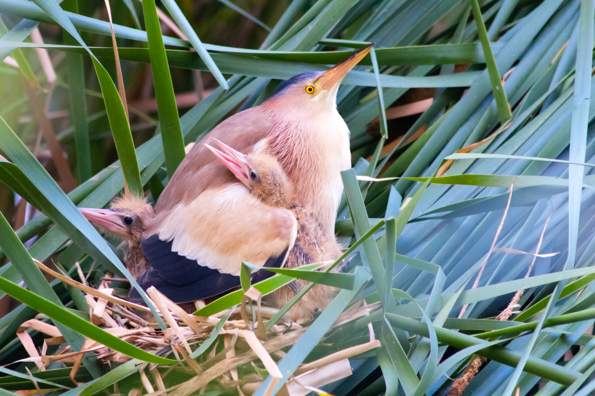 Nikon D3 + Nikkor 500mm f/4 P ED IF sample photo. Dsc_0113.jpg photography