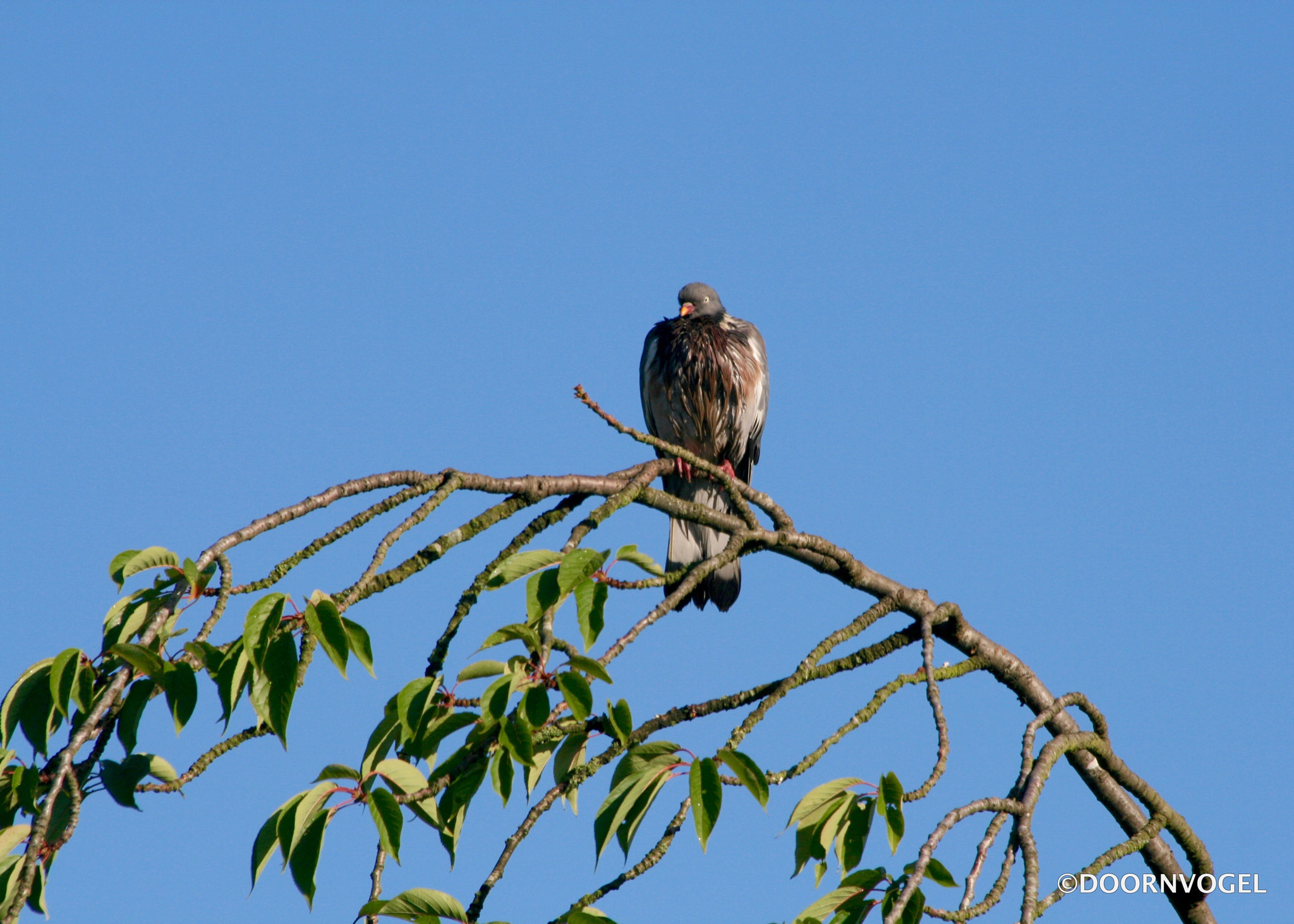 Canon EF 70-300mm F4-5.6 IS USM sample photo. Sun drying after rain... photography