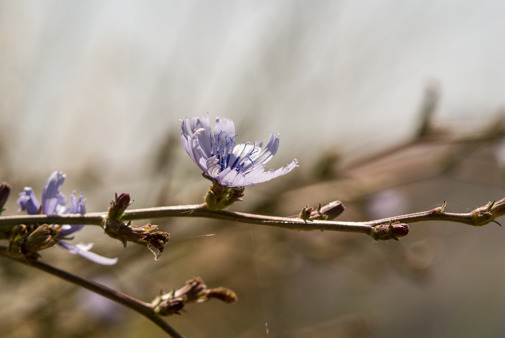 60mm f/2.8G sample photo. Purple flower photography