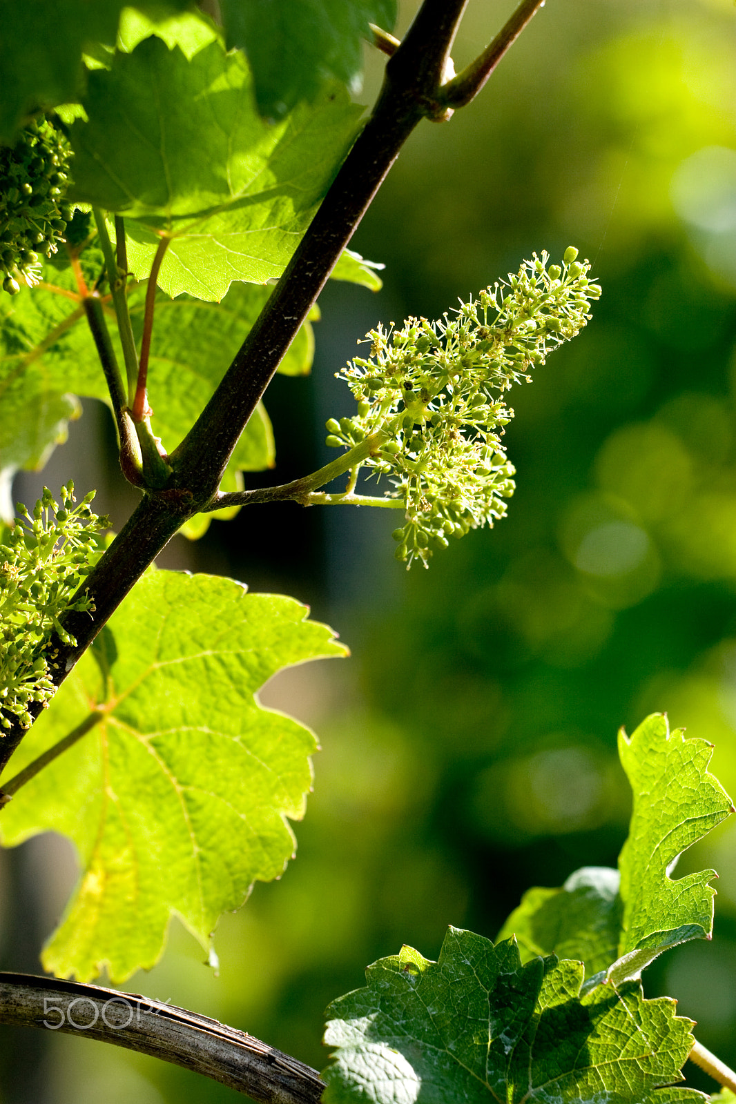 Canon EOS 30D + Canon EF 70-200mm F4L USM sample photo. Grape blossom photography