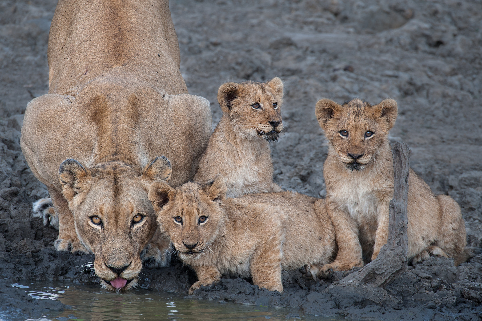 Sigma 150-600mm F5-6.3 DG OS HSM | S sample photo. Lion pride photography