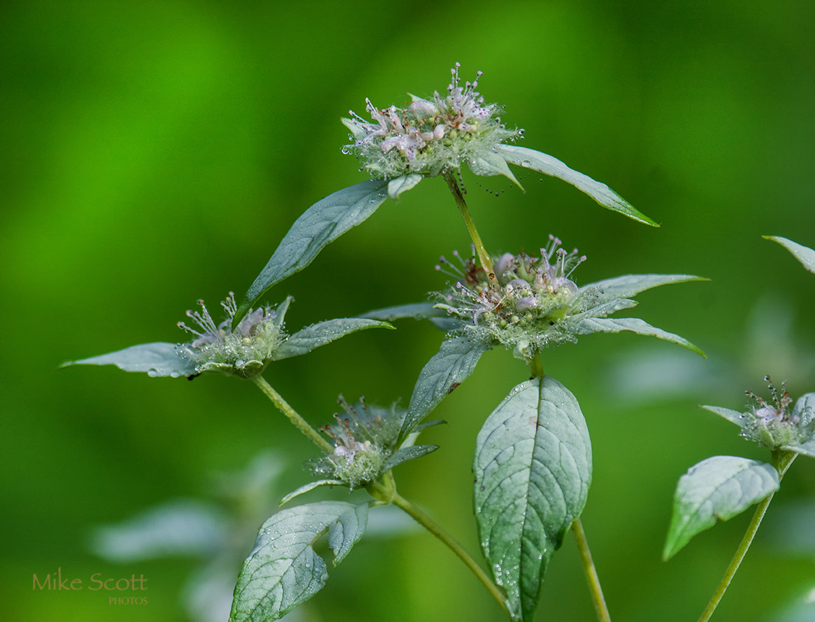 Nikon AF-S Nikkor 300mm F2.8G ED VR II sample photo. Good mornin' photography