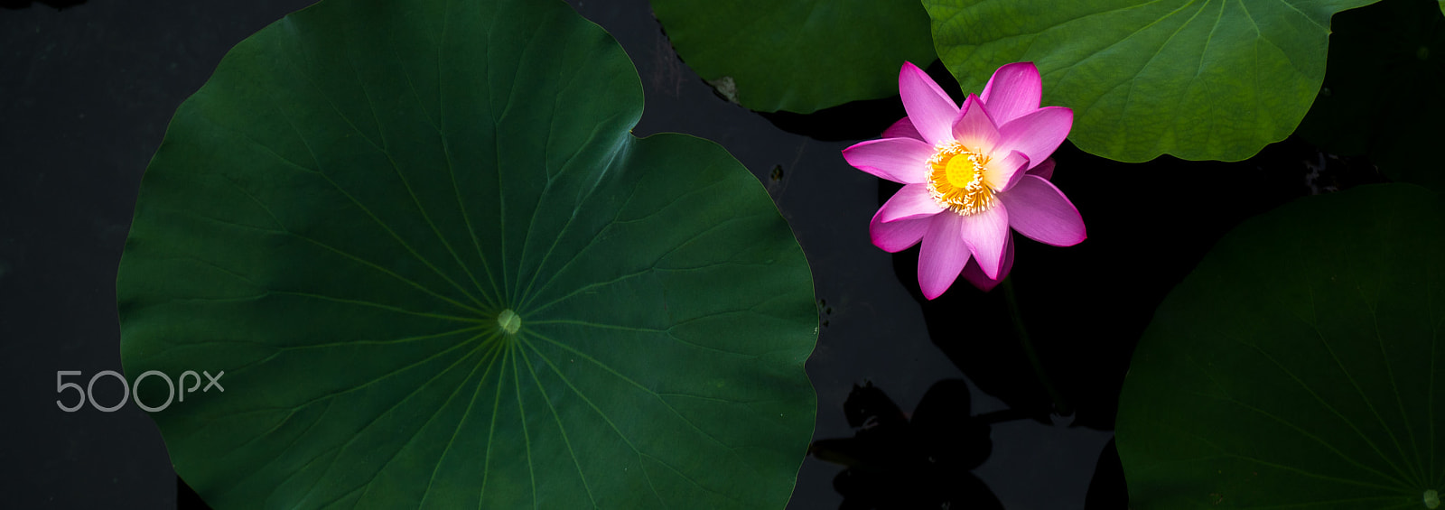 Canon EF 70-200mm F2.8L IS II USM sample photo. Lotus @ 圆明园 photography