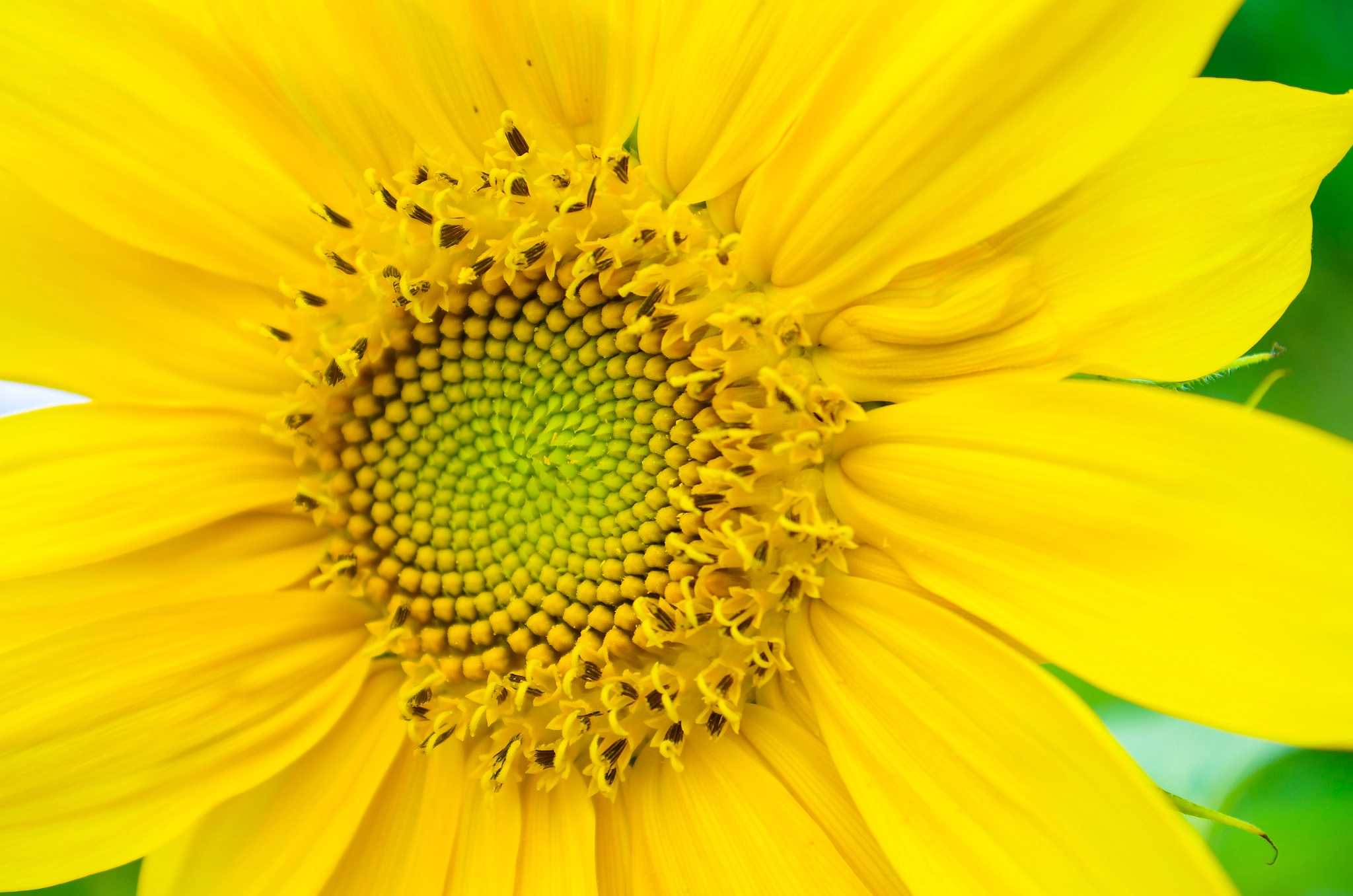 Pentax smc DA 16-45mm F4 ED AL sample photo. Sunflowers photography