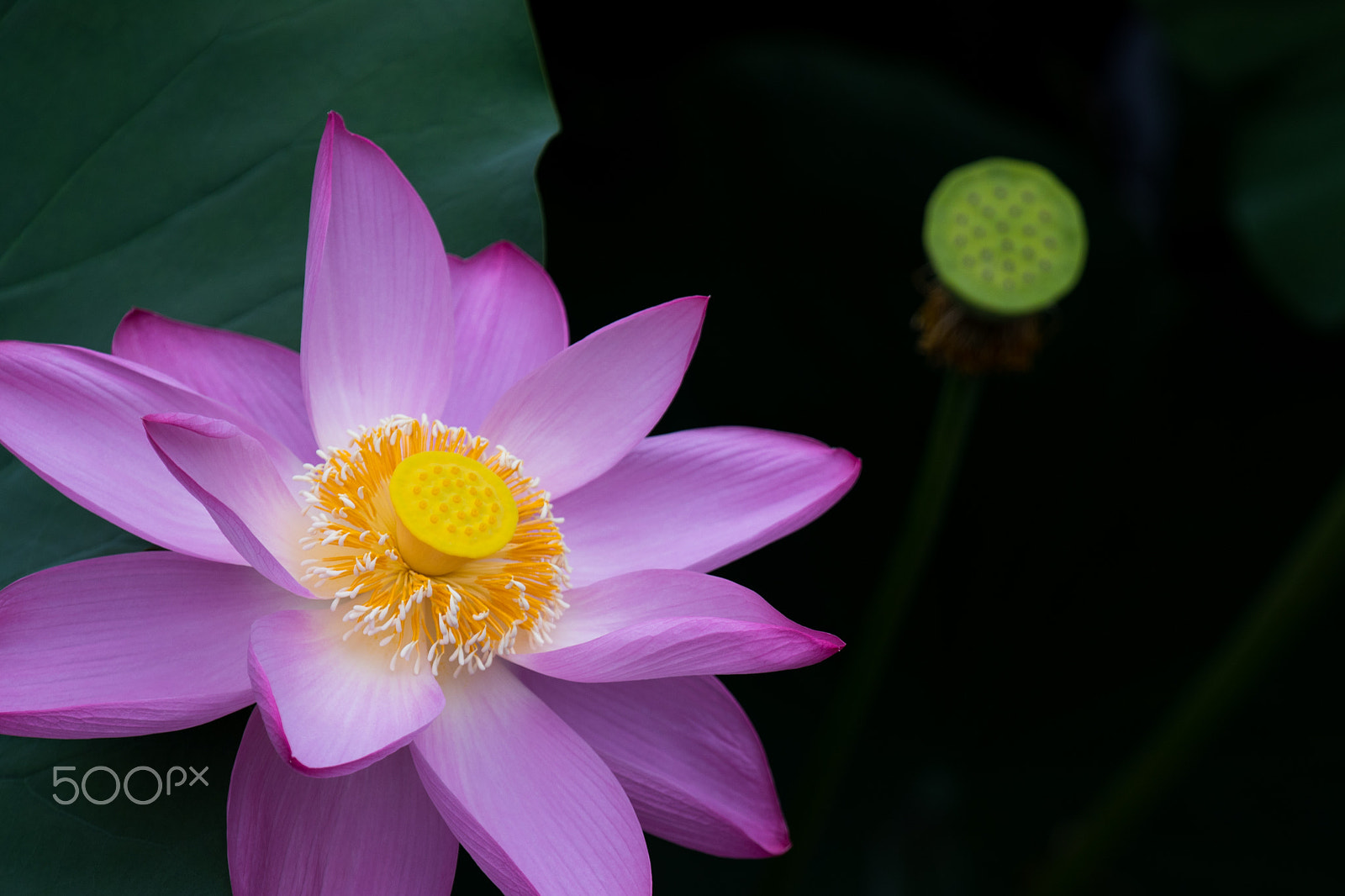 Canon EF 70-200mm F2.8L IS II USM sample photo. Lotus @ 圆明园 photography