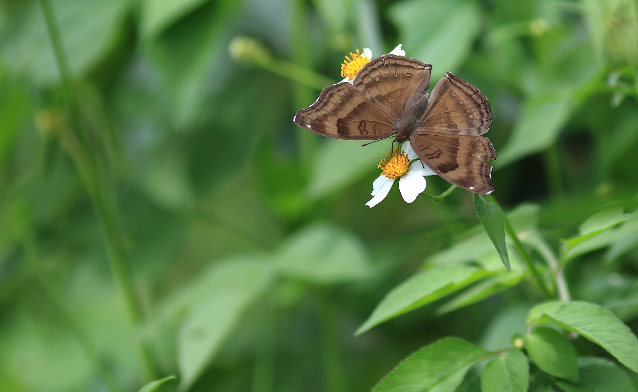 Canon EF 135mm F2L USM sample photo. Beauty is meant to be known photography