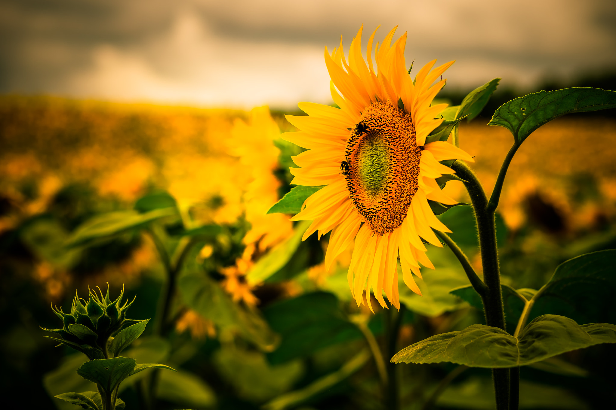 Fujifilm X-Pro1 + Fujifilm XF 60mm F2.4 R Macro sample photo. Sunflower photography