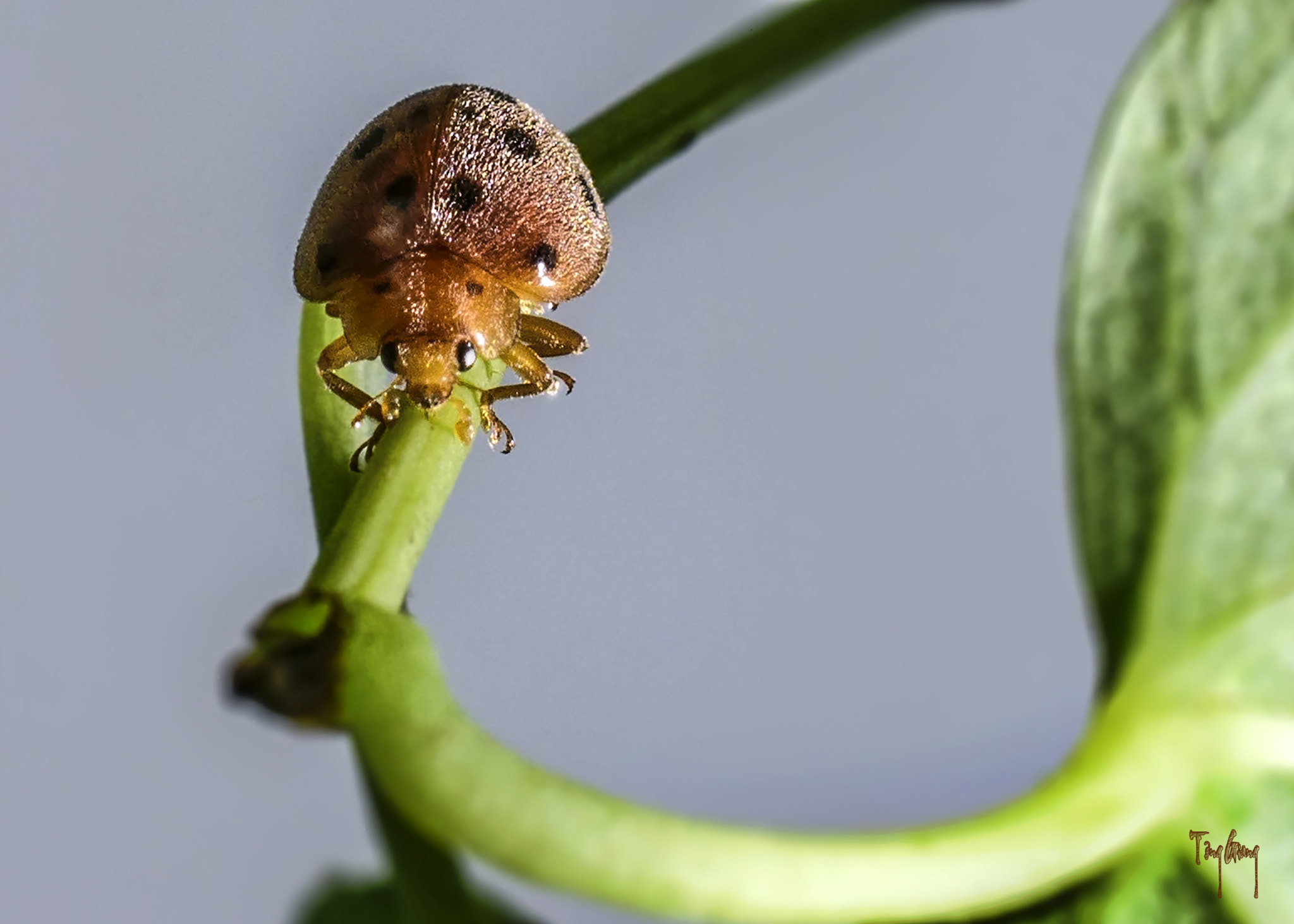 Nikon AF-S DX Micro Nikkor 40mm F2.8 sample photo. Harmonia axyridis photography