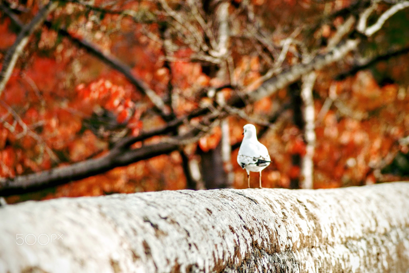 Sony Alpha DSLR-A200 + Tamron Lens (255) sample photo. Engrossed photography