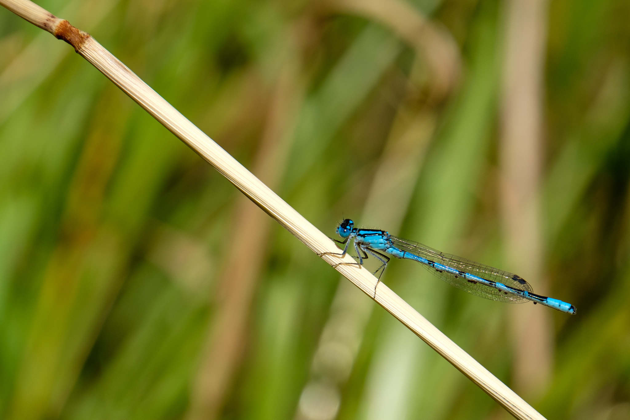XF100-400mmF4.5-5.6 R LM OIS WR + 1.4x sample photo. Blue dragonfly photography