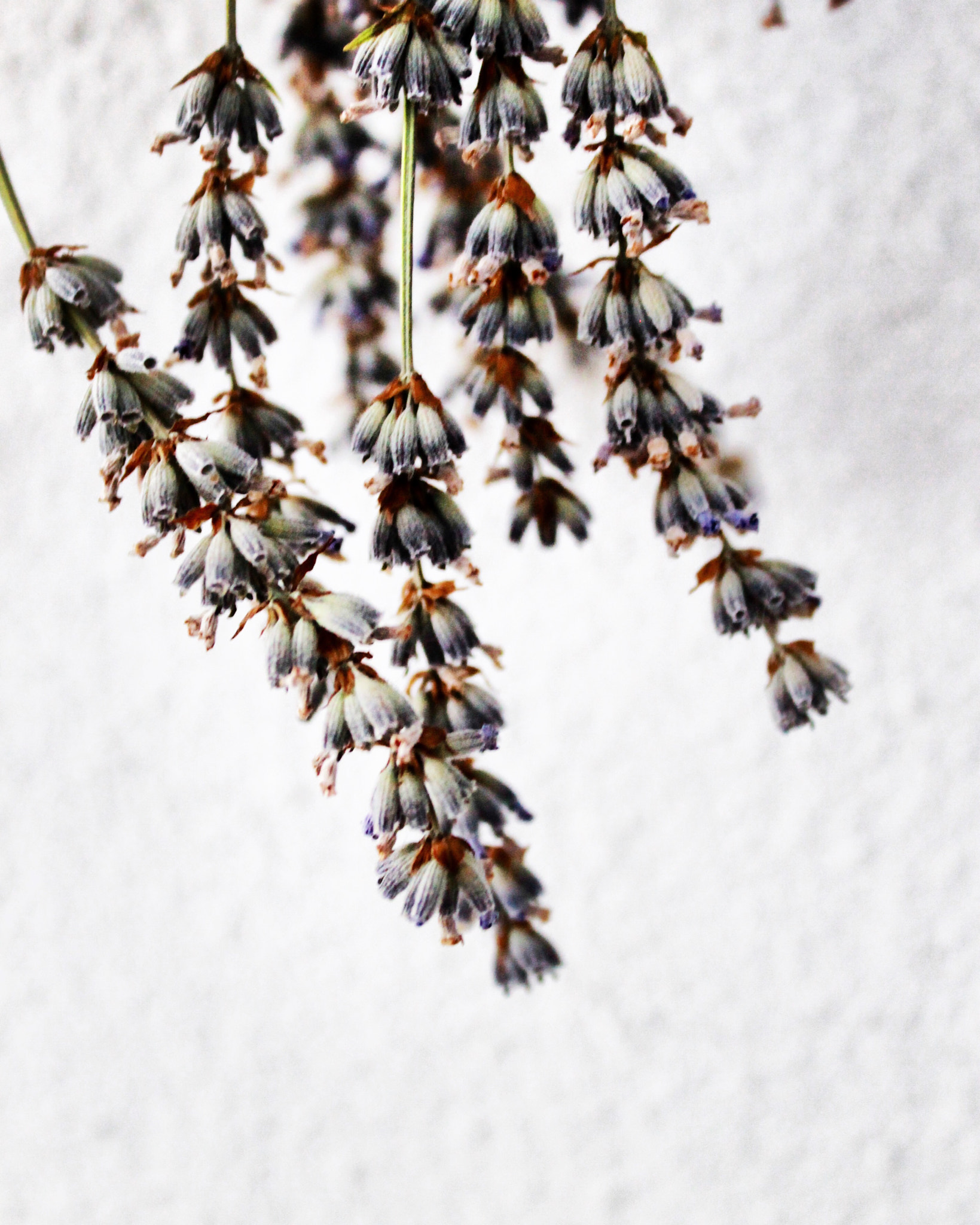 Canon EF-S 18-55mm F3.5-5.6 III sample photo. Lavanda photography