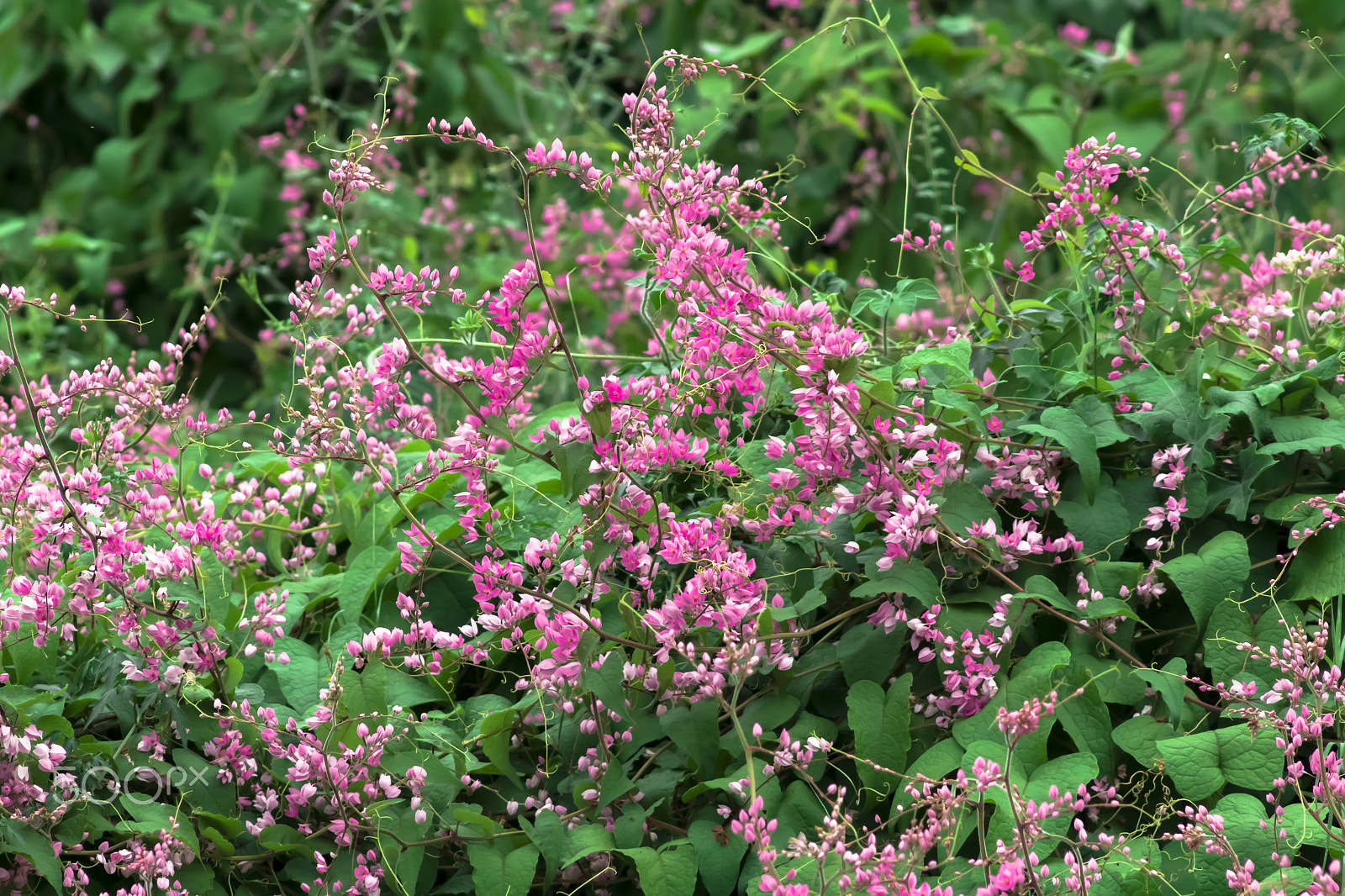 Canon EF 75-300mm f/4-5.6 USM sample photo. Flowers and beauty photography