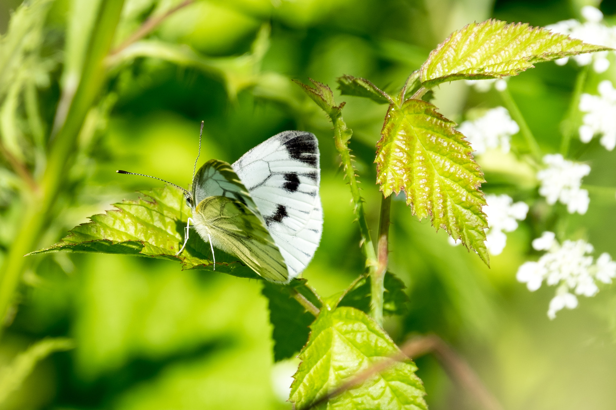 XF100-400mmF4.5-5.6 R LM OIS WR + 1.4x sample photo. White butterfly photography