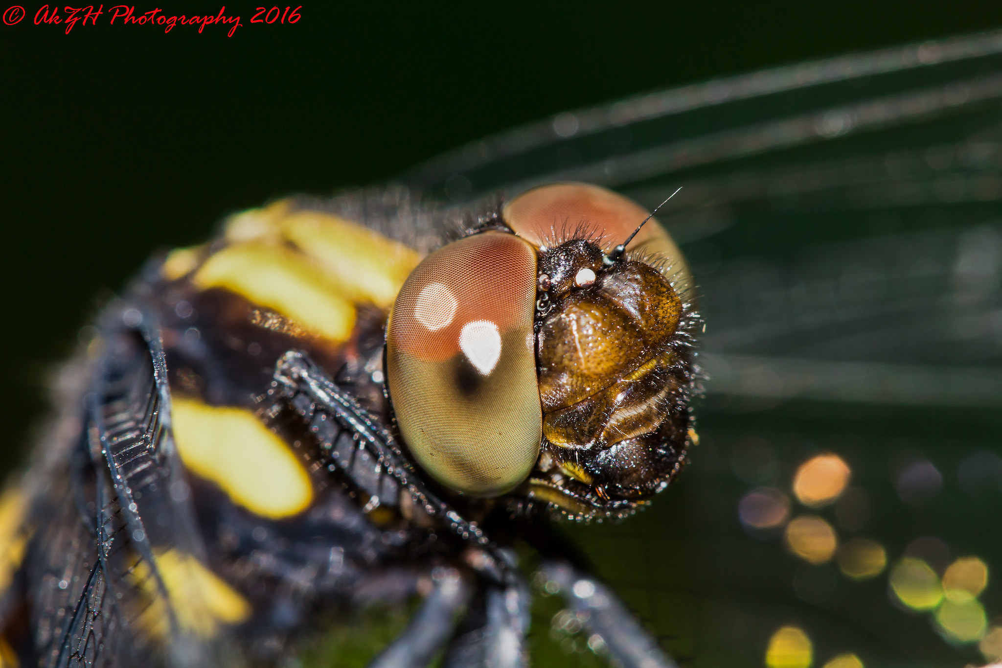 Canon EOS 700D (EOS Rebel T5i / EOS Kiss X7i) sample photo. The eyes photography