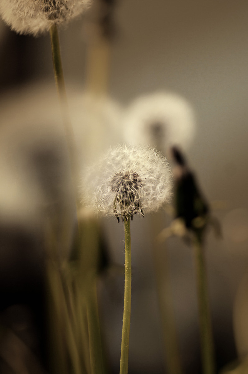 Samsung/Schneider D-XENON 100mm F2.8 Macro sample photo. . photography