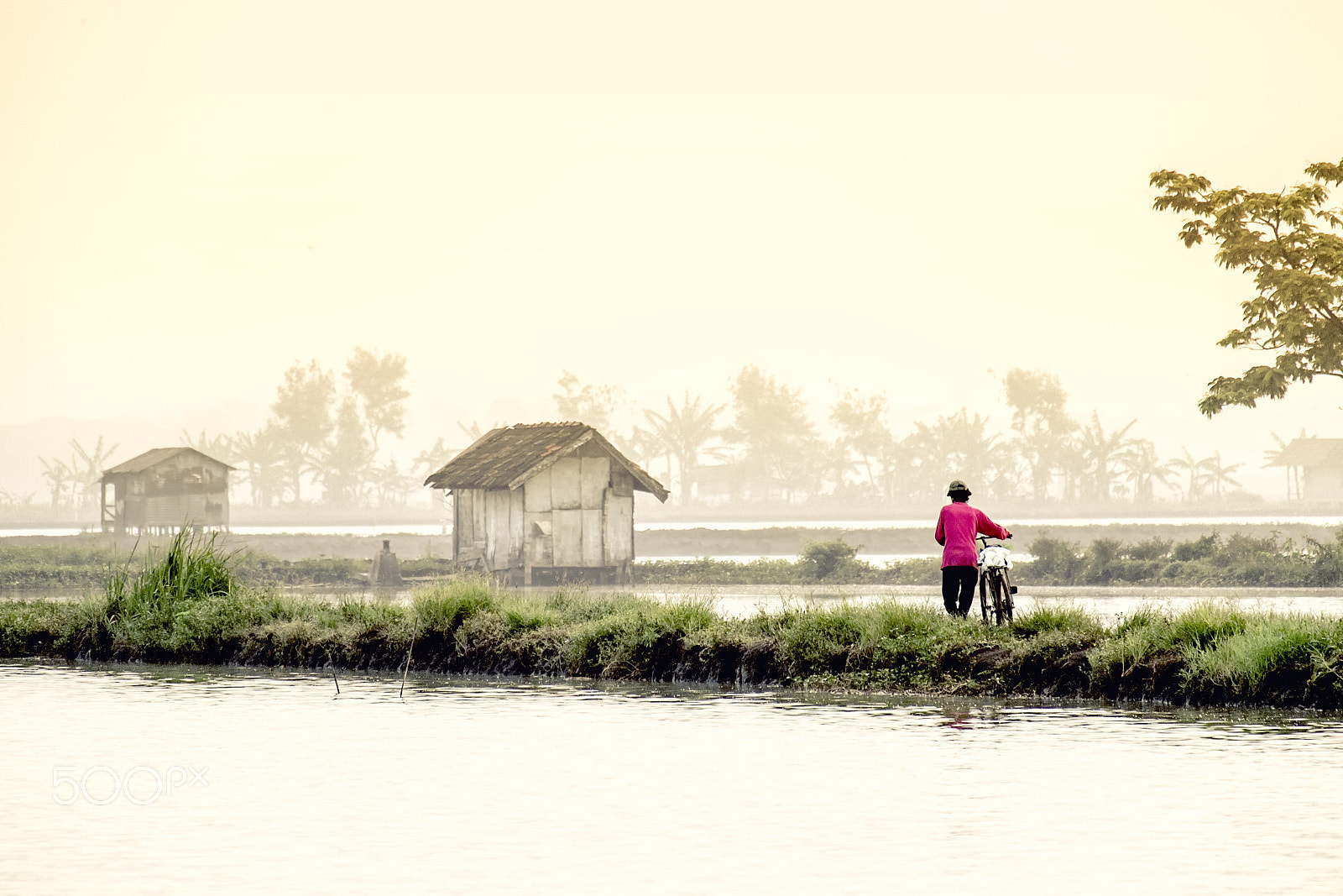 Fujifilm X-M1 + Fujifilm XC 50-230mm F4.5-6.7 OIS II sample photo. Walking on the edge of rice fields photography