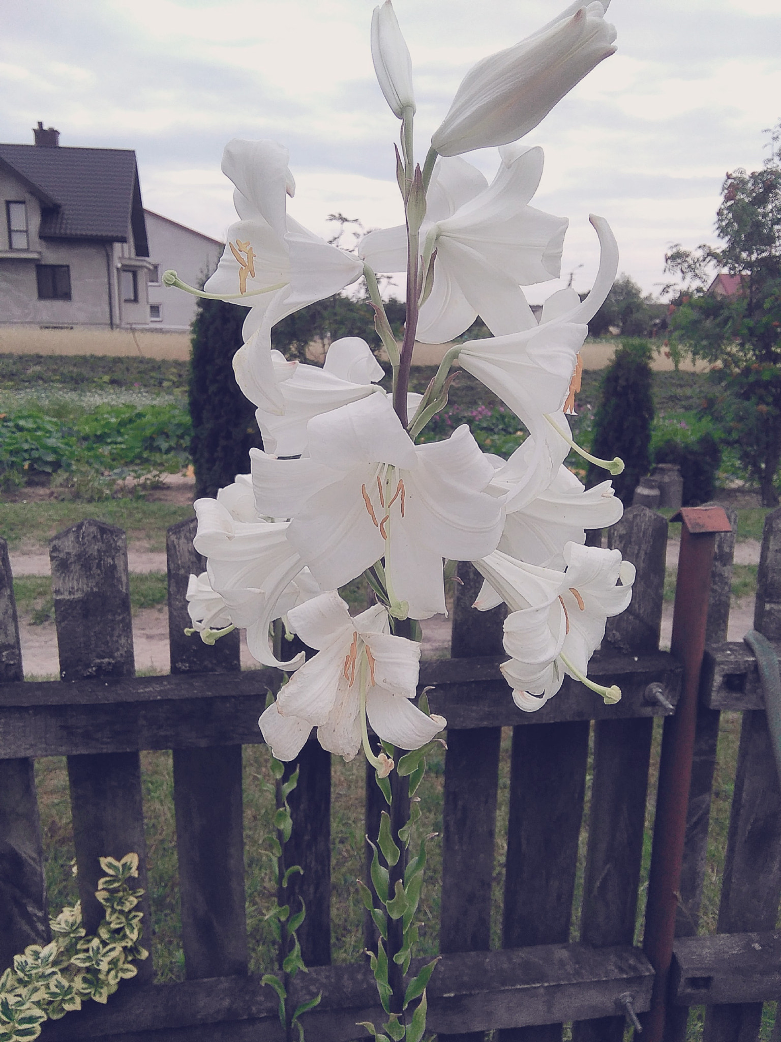 HUAWEI G620S-L01 sample photo. Flowers photography