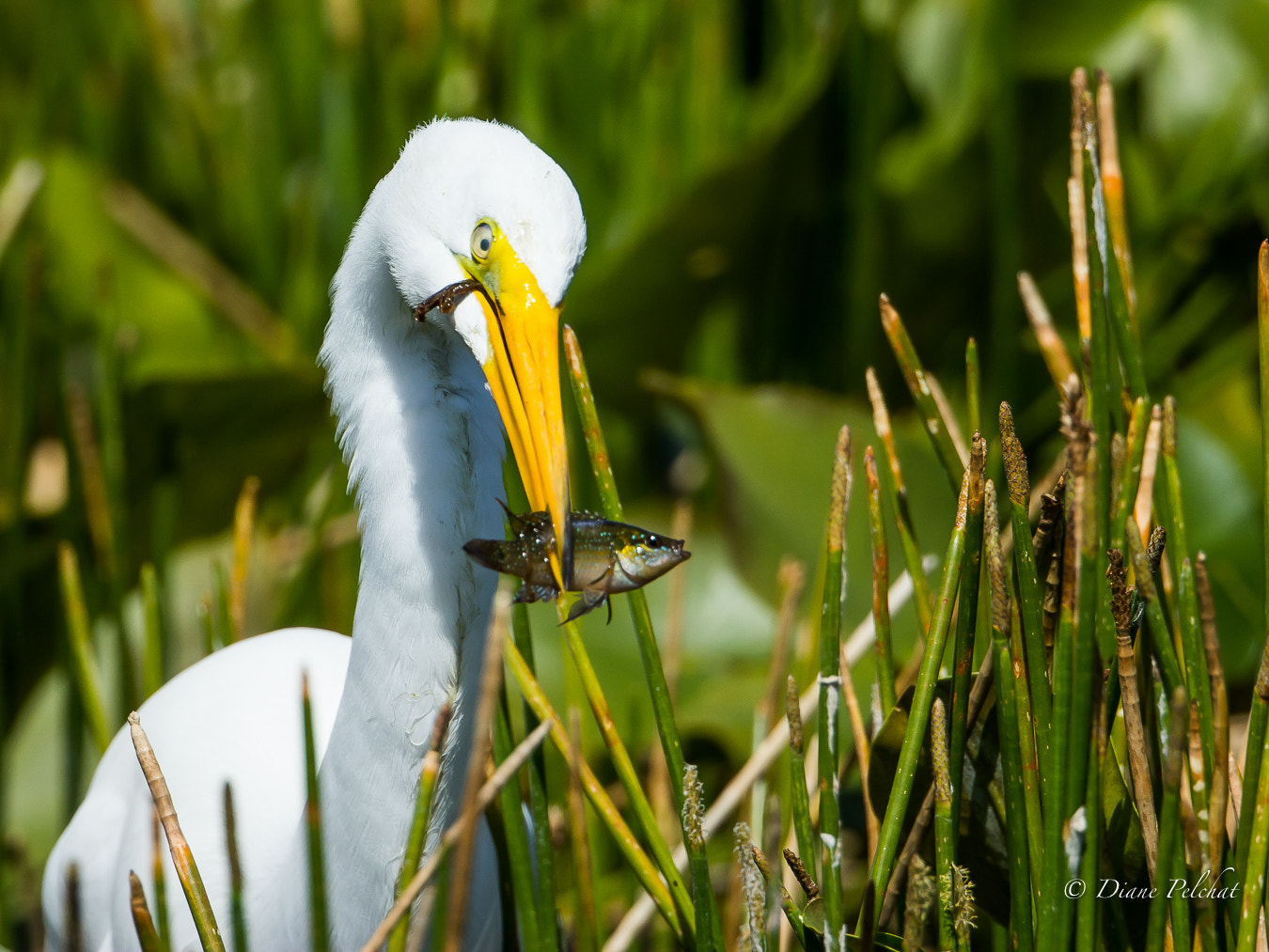 Canon EF 300mm F2.8L IS II USM sample photo. Double catch photography